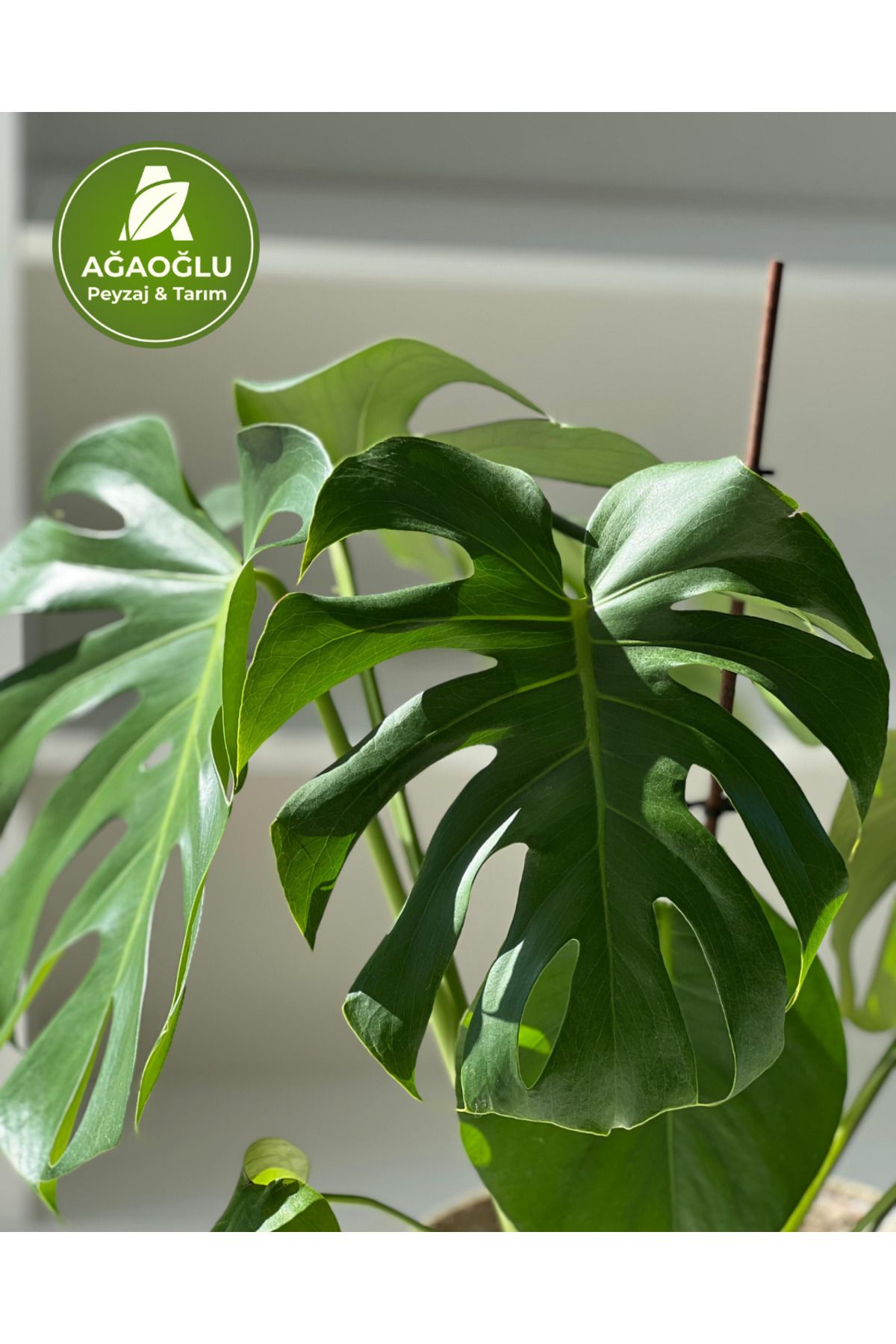 Ağaoğlu Monstera Deliciosa (Deve Tabanı) – Büyük Yapraklı Tropikal Salon Bitkisi