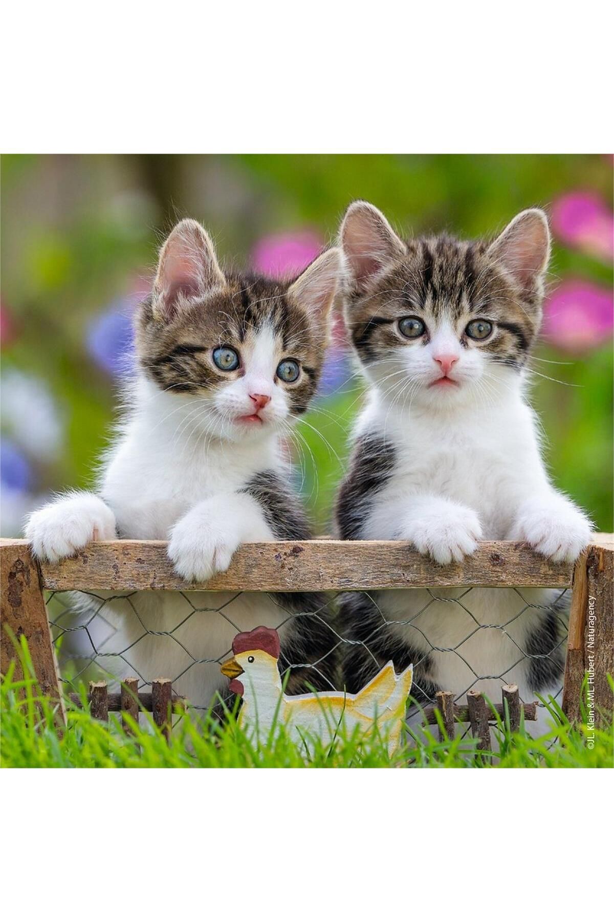 RAVENSBURGER-3 Pieces 49 Piece Puzzle Cute Cats Children's Puzzles for Ages 5 and up S 2