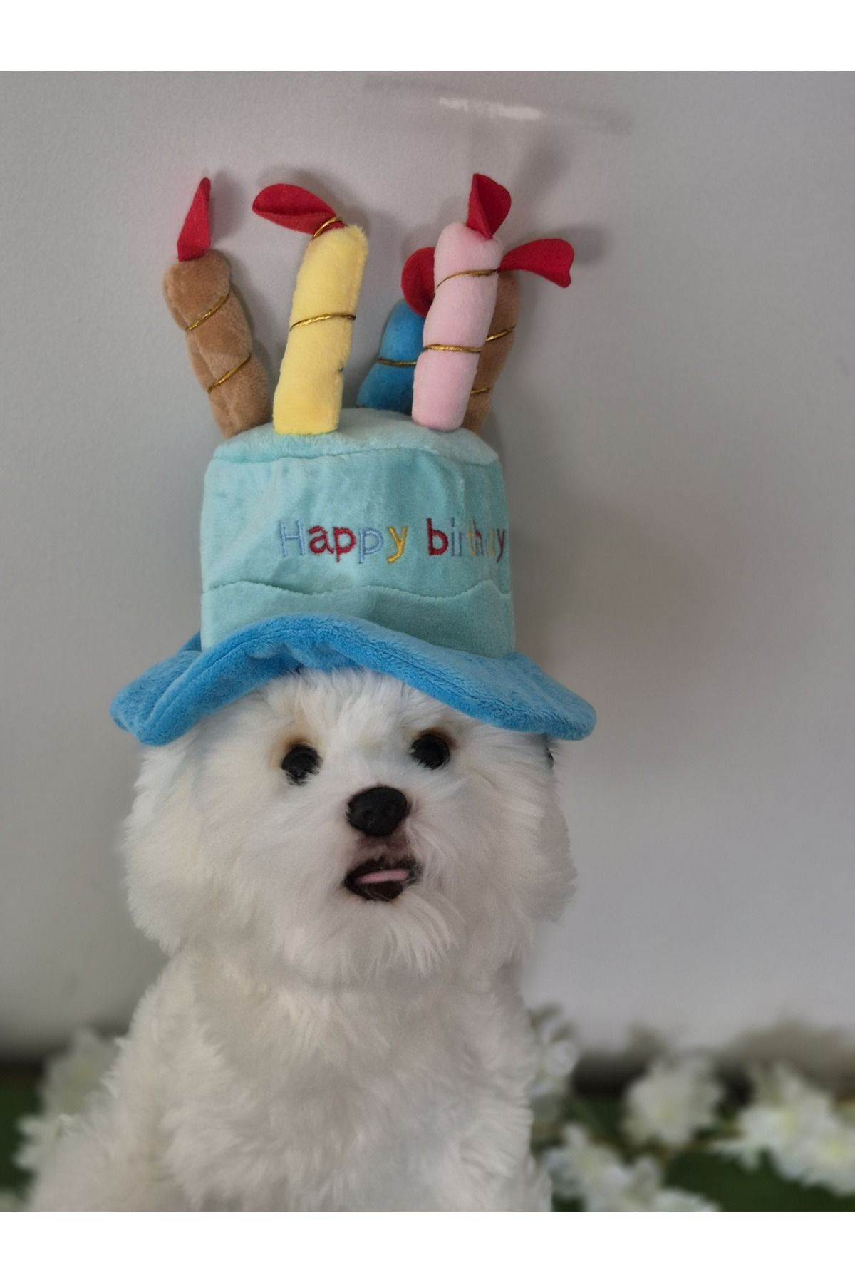 Kuki Köpek Doğum Günü Şapkası Konsept Şapka
