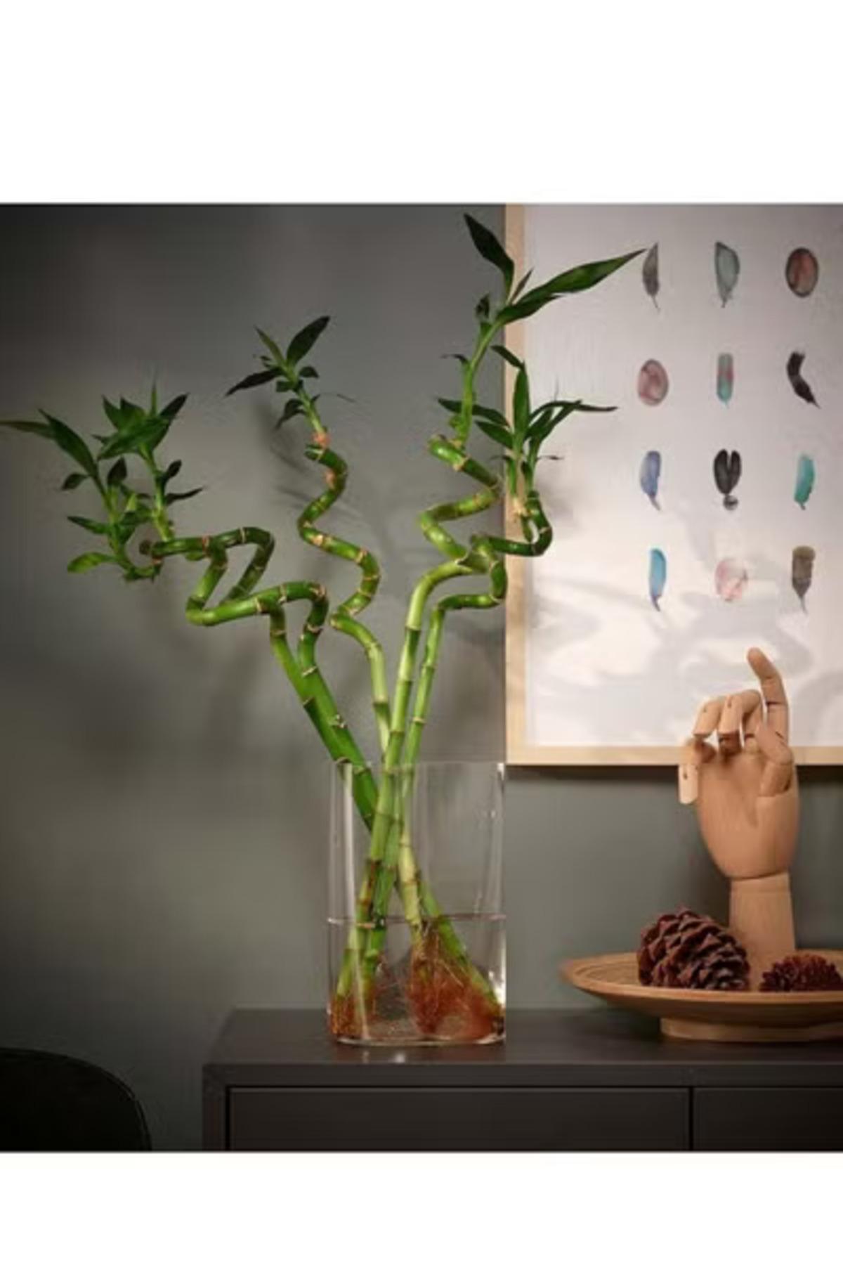 co arma-Natural Bamboo Plant, 45 cm 3