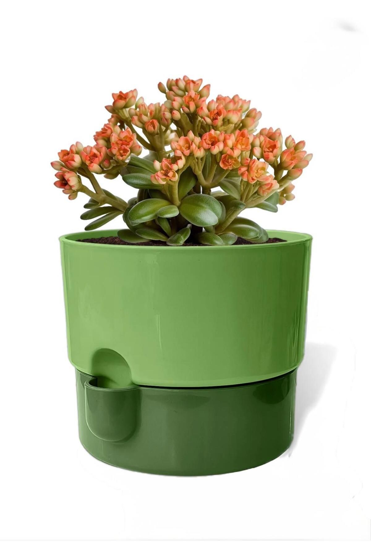 Est Home 2 Litre Dora Saksı Dekoratif Tabaklı Çiçek Kaktüs Saksısı Parlak Plastik Saksı