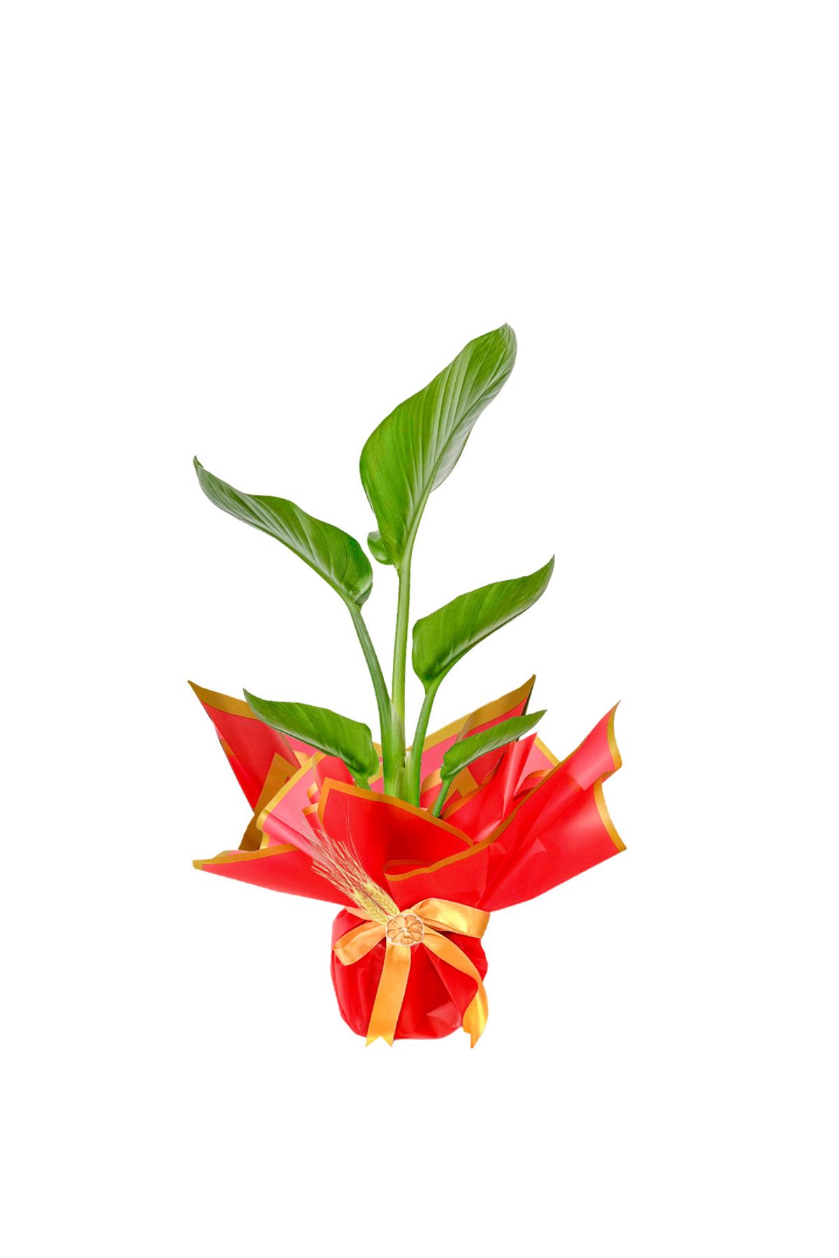 Fidanburada Starliçe Mini (Strelitzia Nicolai) Hediye Paketli