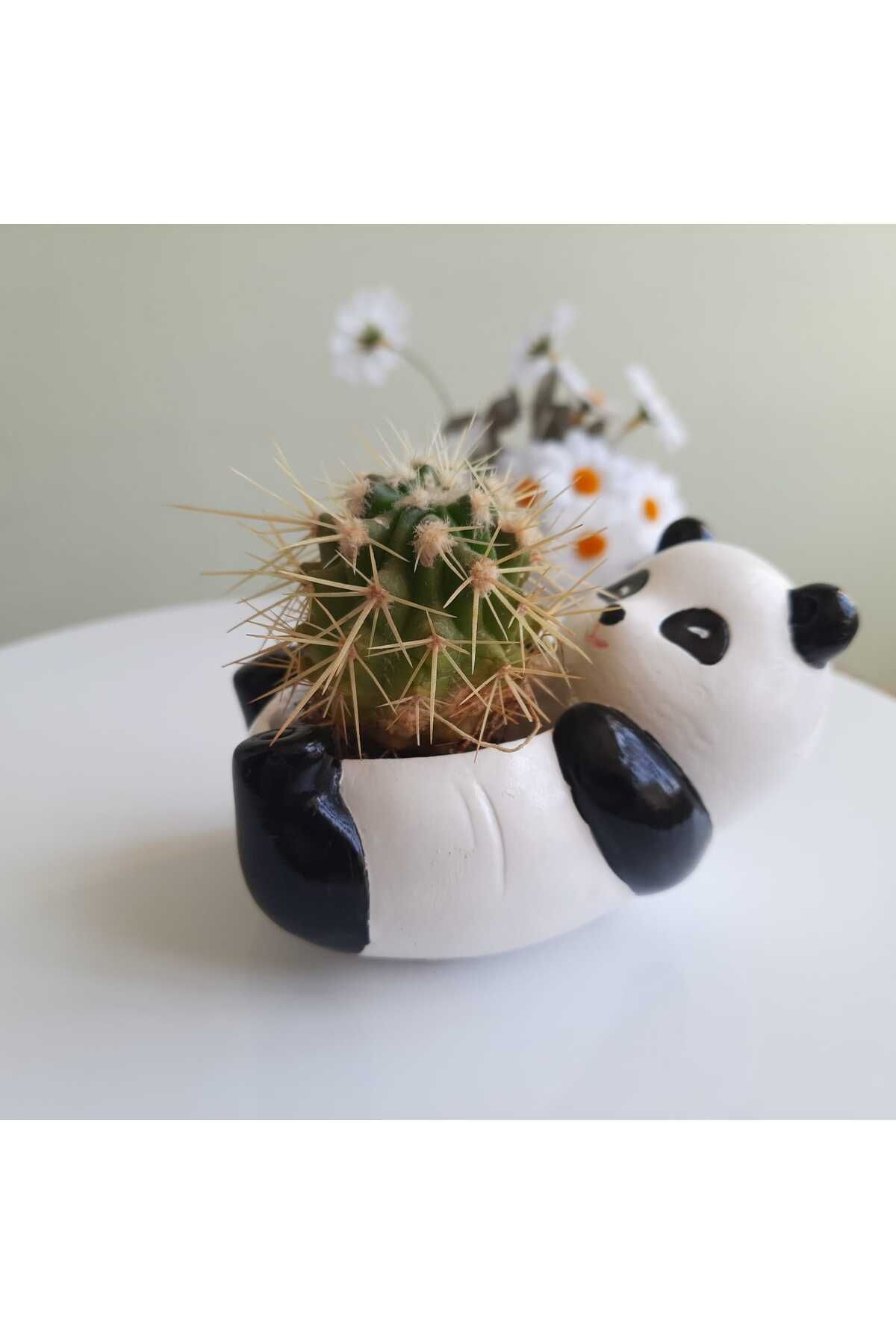 melora Sevimli Panda Mini Organizer çiçeksiz Saksı Dekoratif Kaktüs Ve Sukulent Saksısı