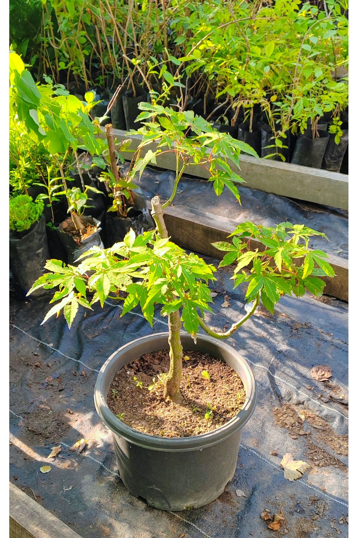 FİDANKÖY Bonsai akçaağaç