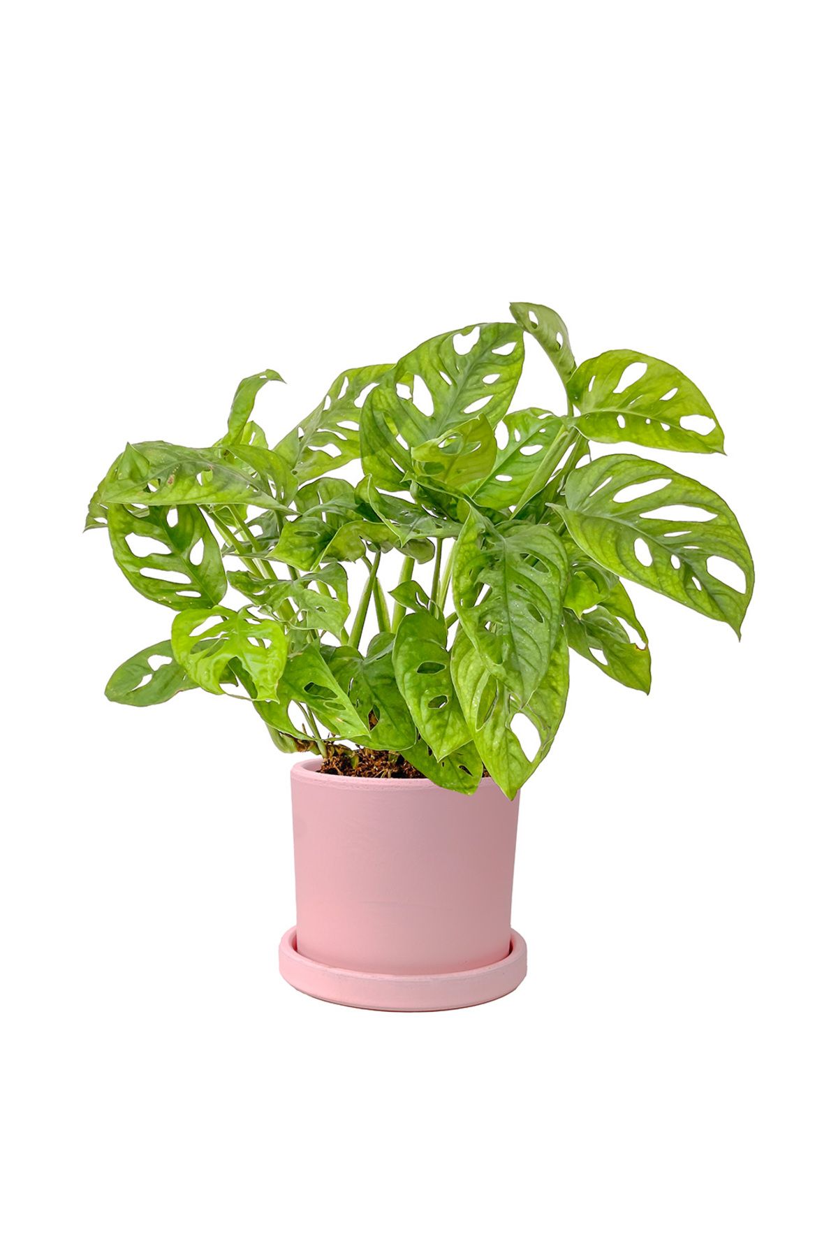 Fidanburada Deve Tabanı Mini (Monstera Monkey Mask) Ruby Pembe Saksılı