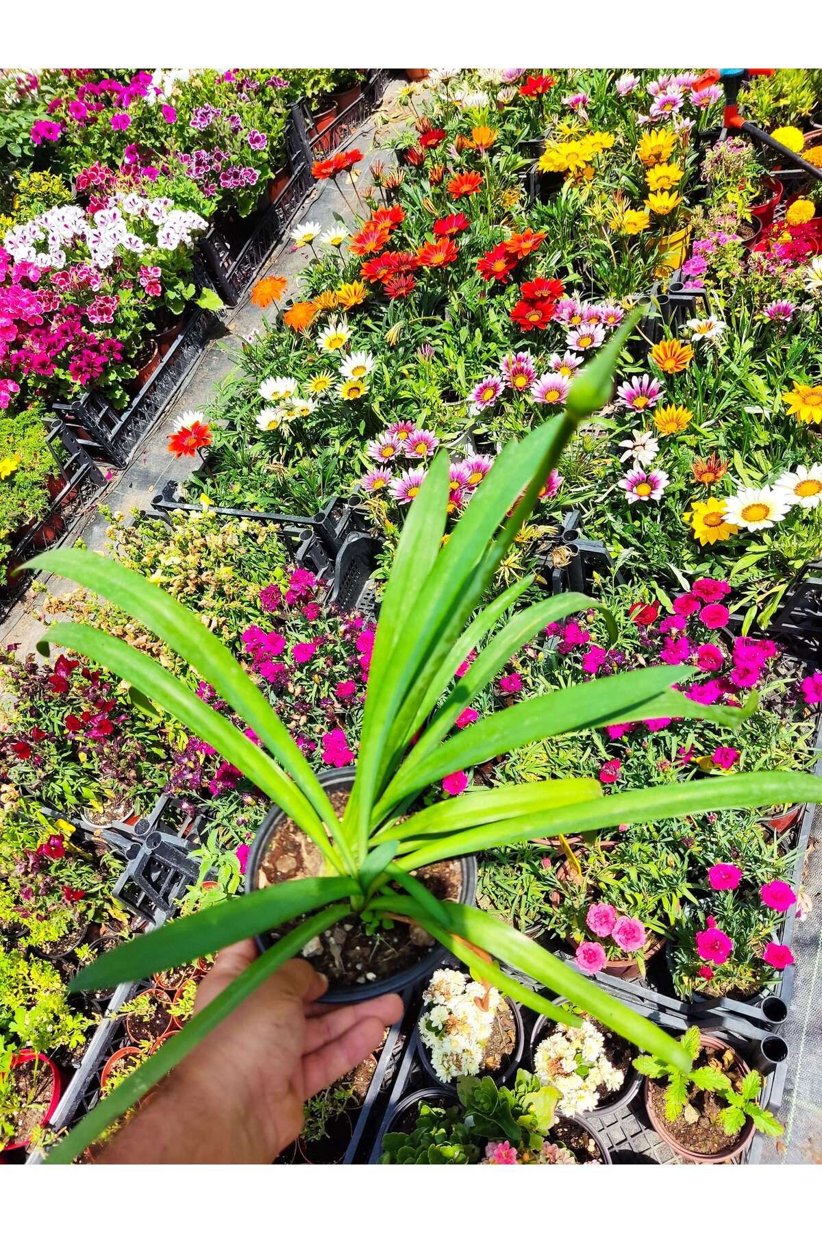 Zambak Botanik Afrika Zambağı (African Lily) - Beyaz ve Kokulu Bahçe Çiçeği