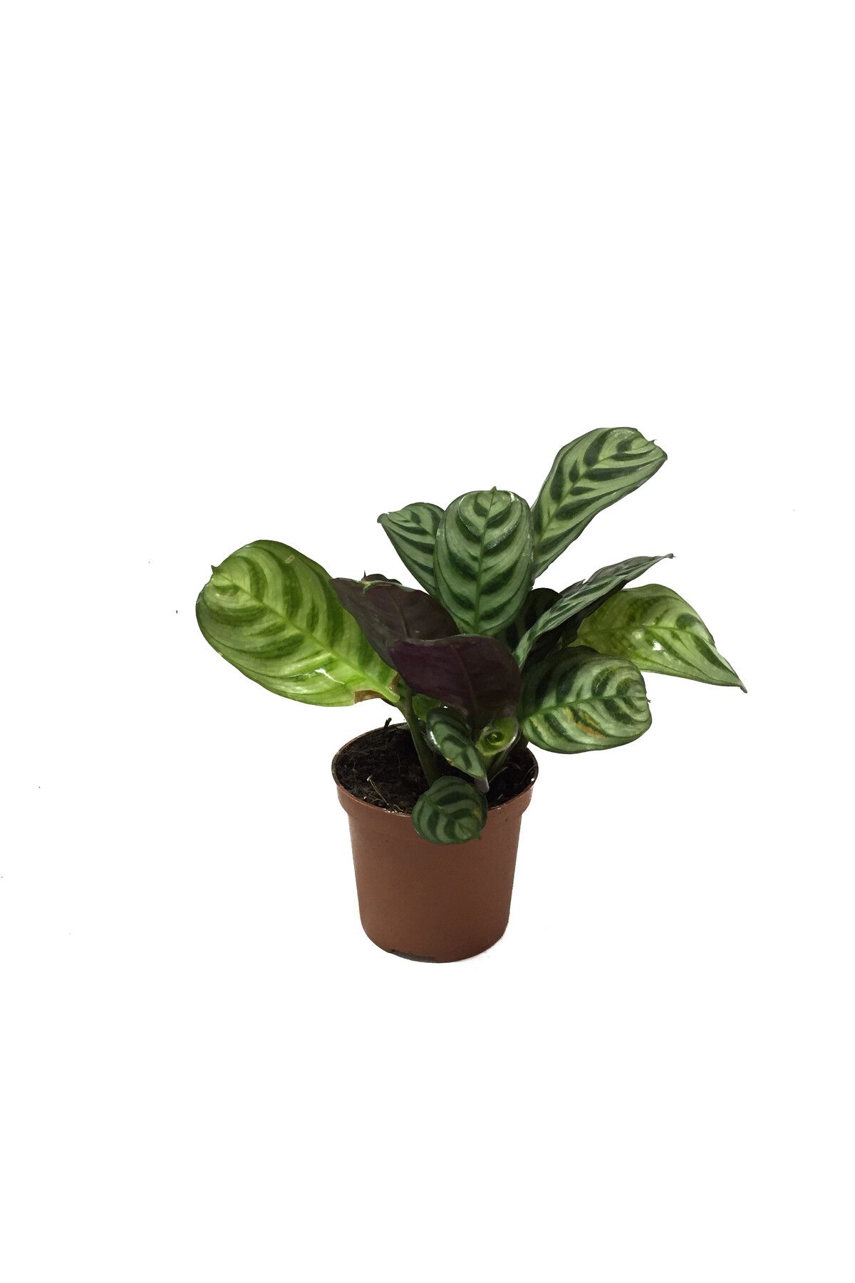 Betonish Ctenanthe 'Burle Marxii'