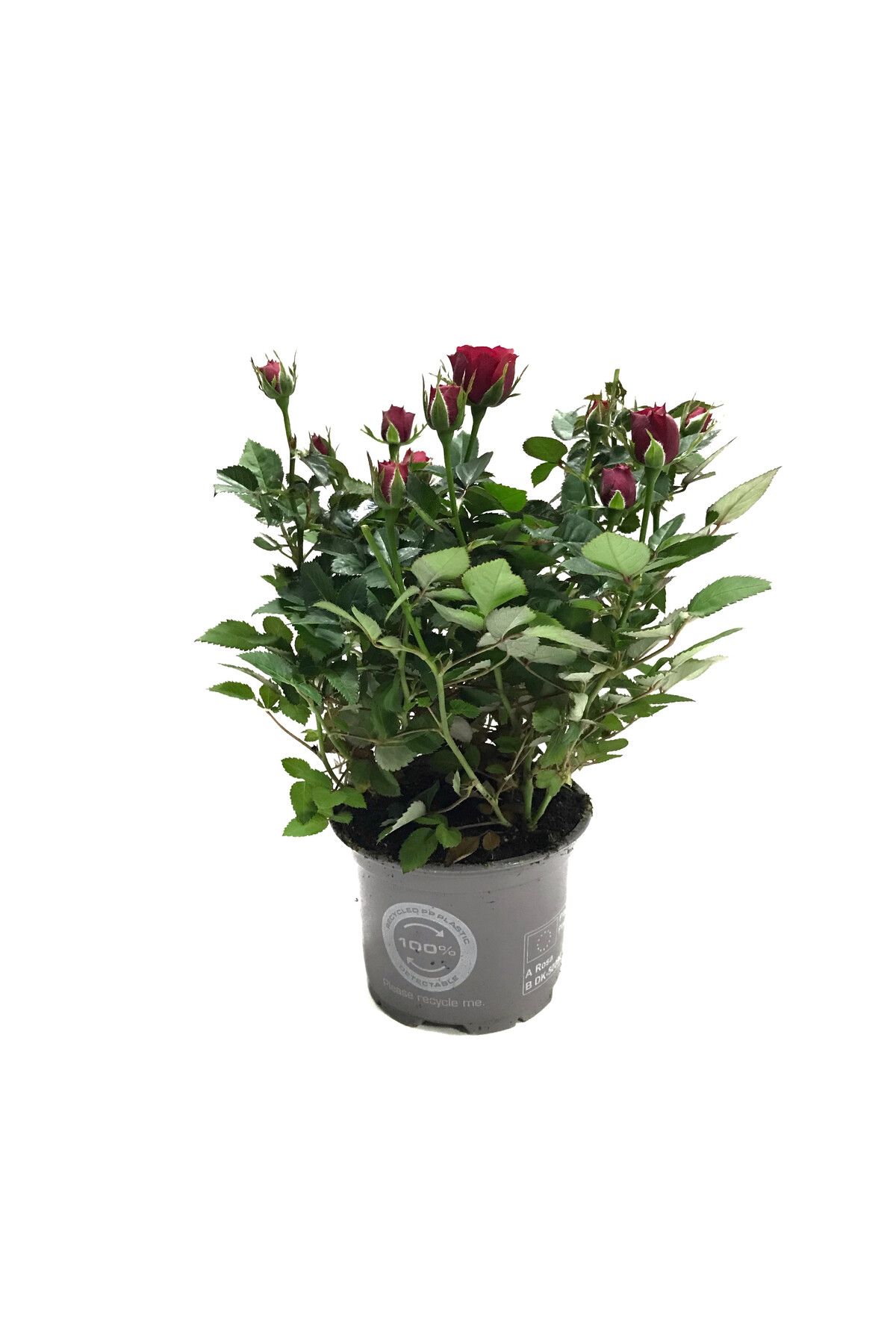 Betonish Rosa 'Red' (Kırmızı Gül)