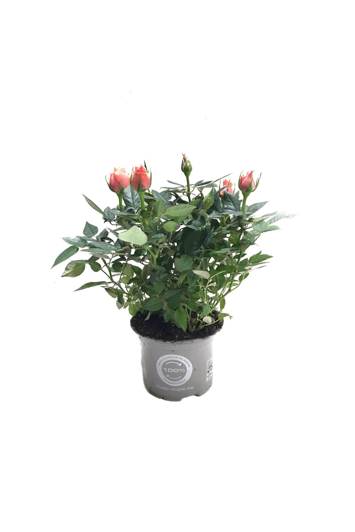 Betonish Rosa 'Pinkish Orange' (Somon Gül)