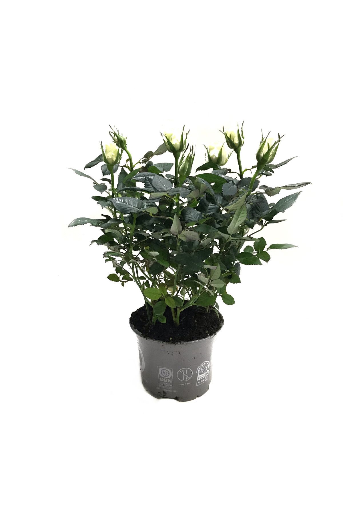 Betonish Rosa 'White' (Beyaz Gül)
