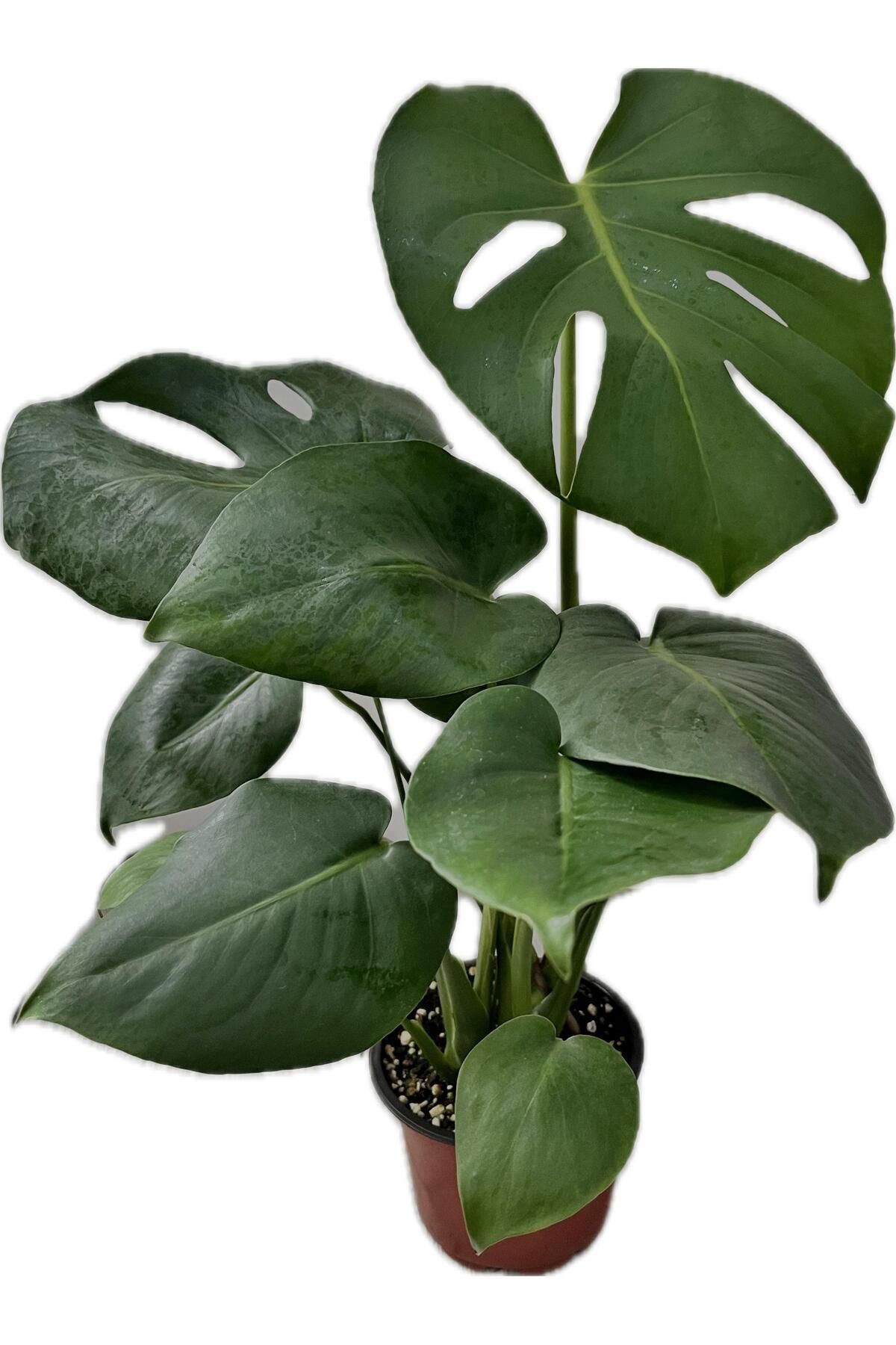 NO BRAND Canlı Deve Tabanı (Monstera) – Büyük Yapraklı Tropikal Bitki | Kolay Bakım, Dekoratif Saksılı