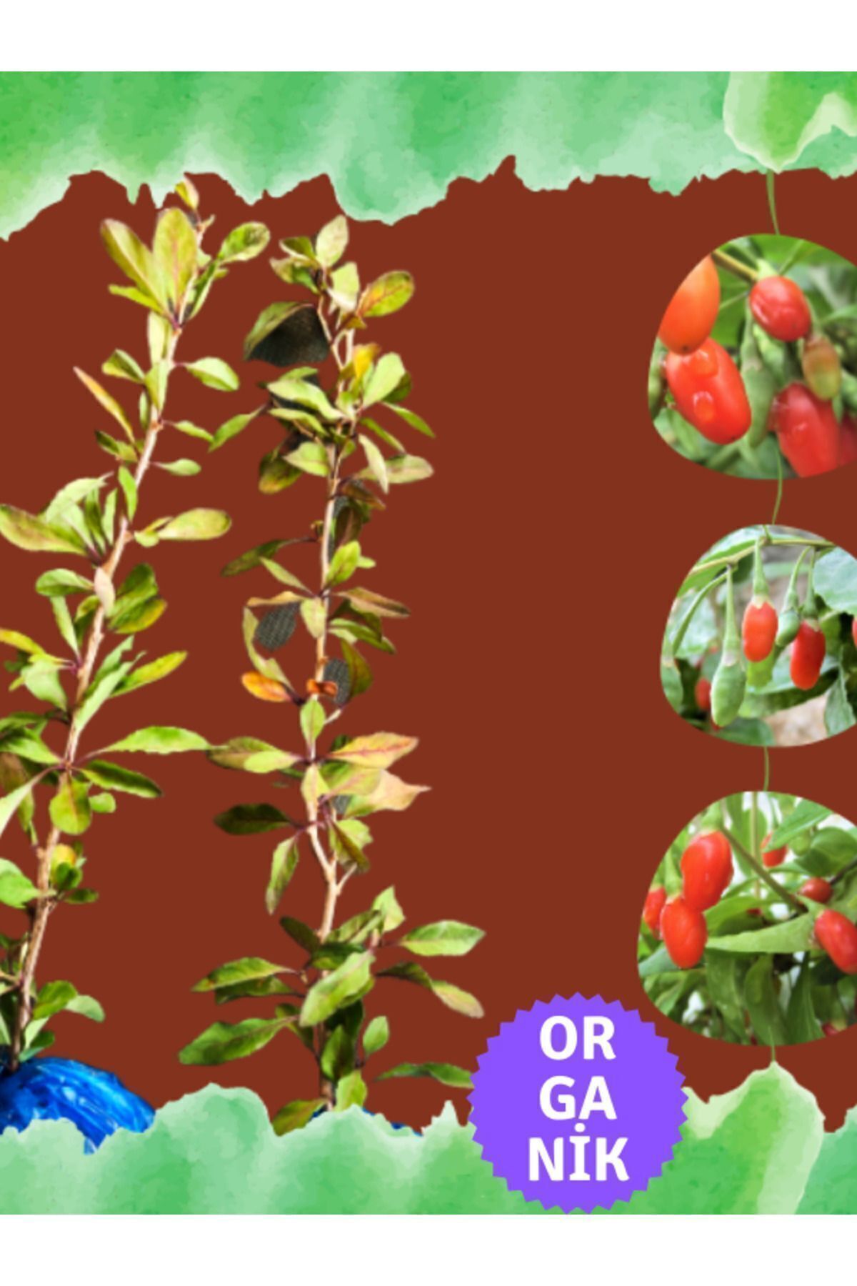 Organic Goji Berry Seedling Two Pieces - Ivy Type Nq1 Seedling