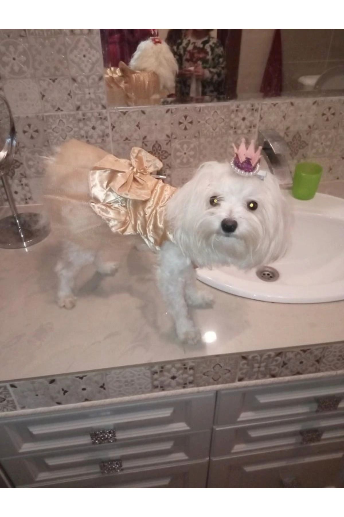 Nonbranded-Haină festivă, stil elegant, pentru câini/animale de companie de talie mică, pisici sau alte animale de companie - CHAMPAGNE, XS 3