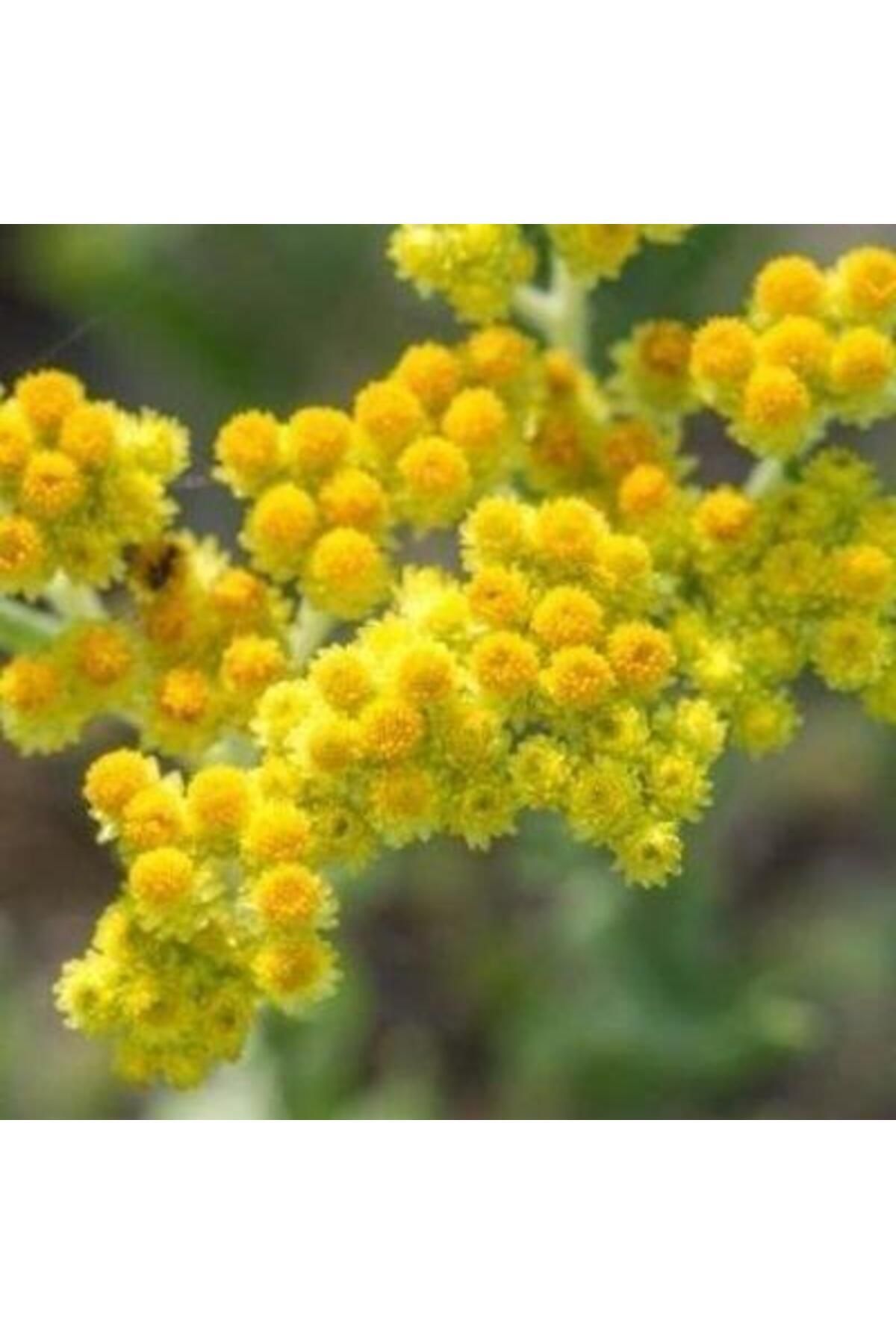 نعنا خشک E Cerez گیاه طلایی 100 گرم E-Cerez