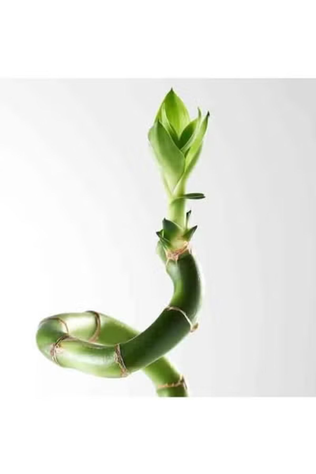 co arma-Natural Bamboo Plant, 45 cm 2