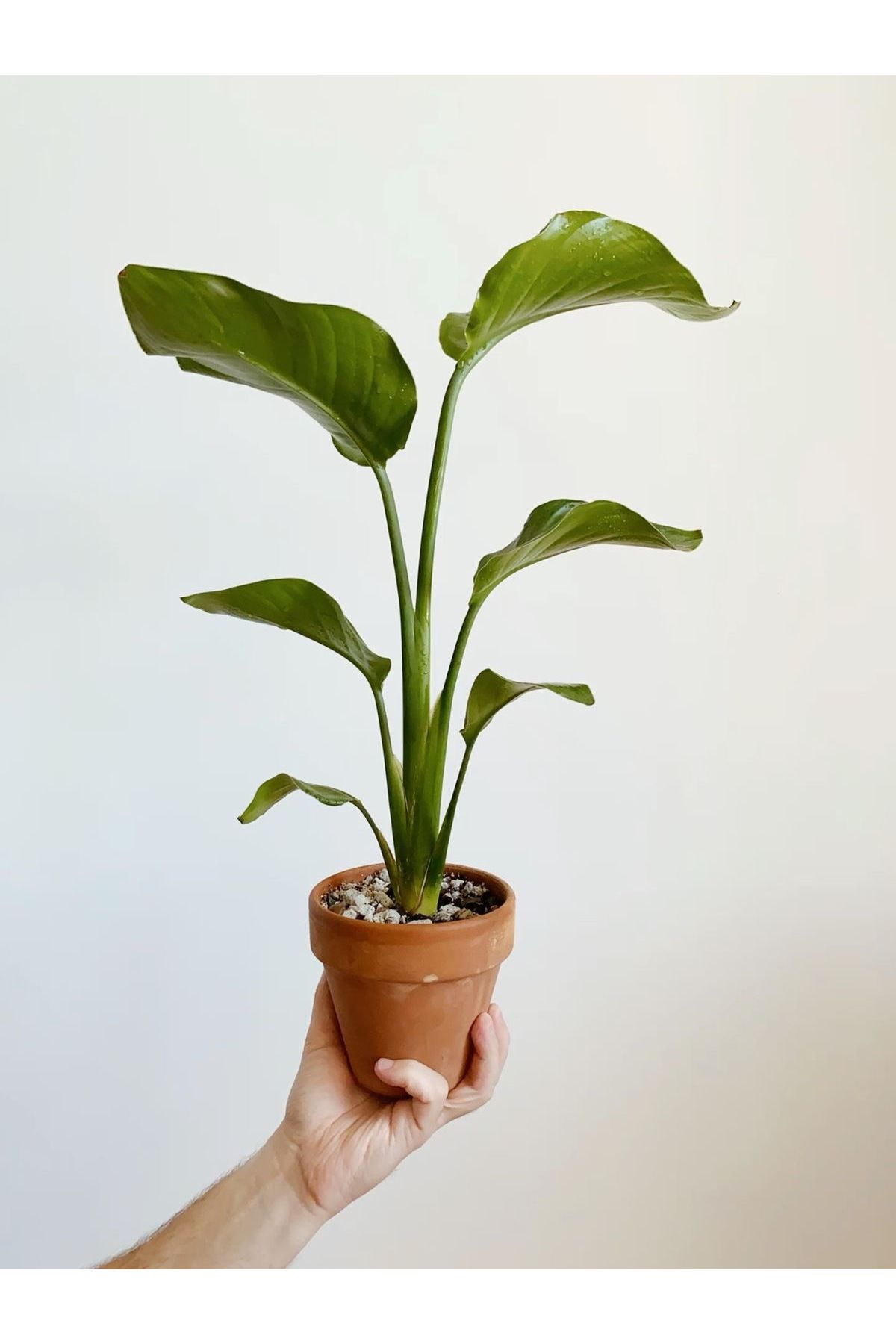 Su Plant Tek Gövde Starliçe Bitkisi 50-80 cm
