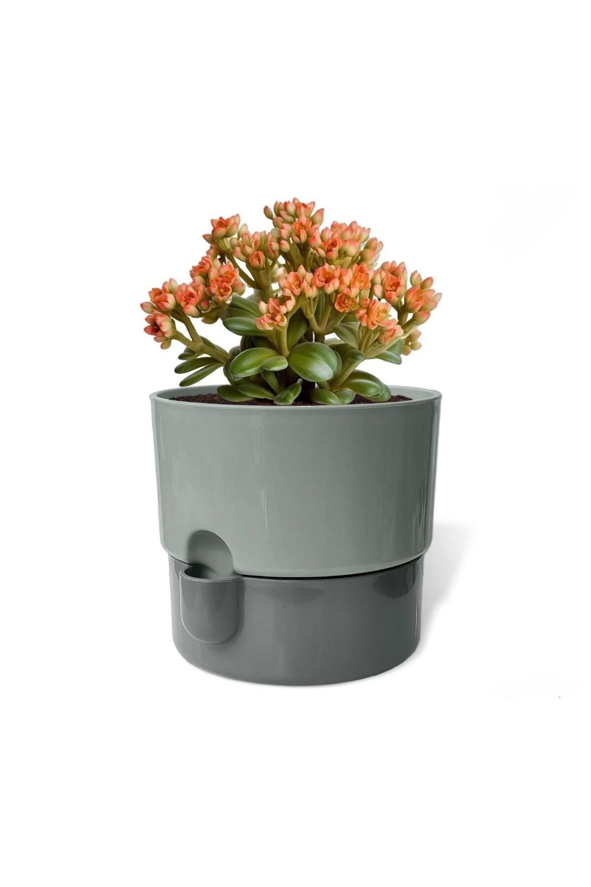 Est Home 2 Litre Dora Saksı Dekoratif Tabaklı Çiçek Kaktüs Saksısı Parlak Plastik Saksı