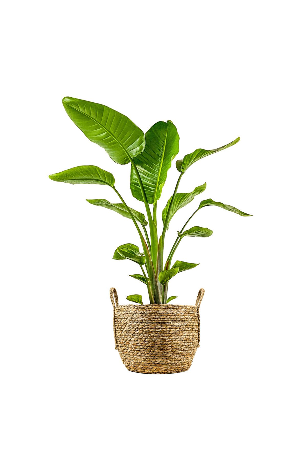 Fidanburada Starliçe (Strelitzia Nicolai) Boho Hasır Saksılı