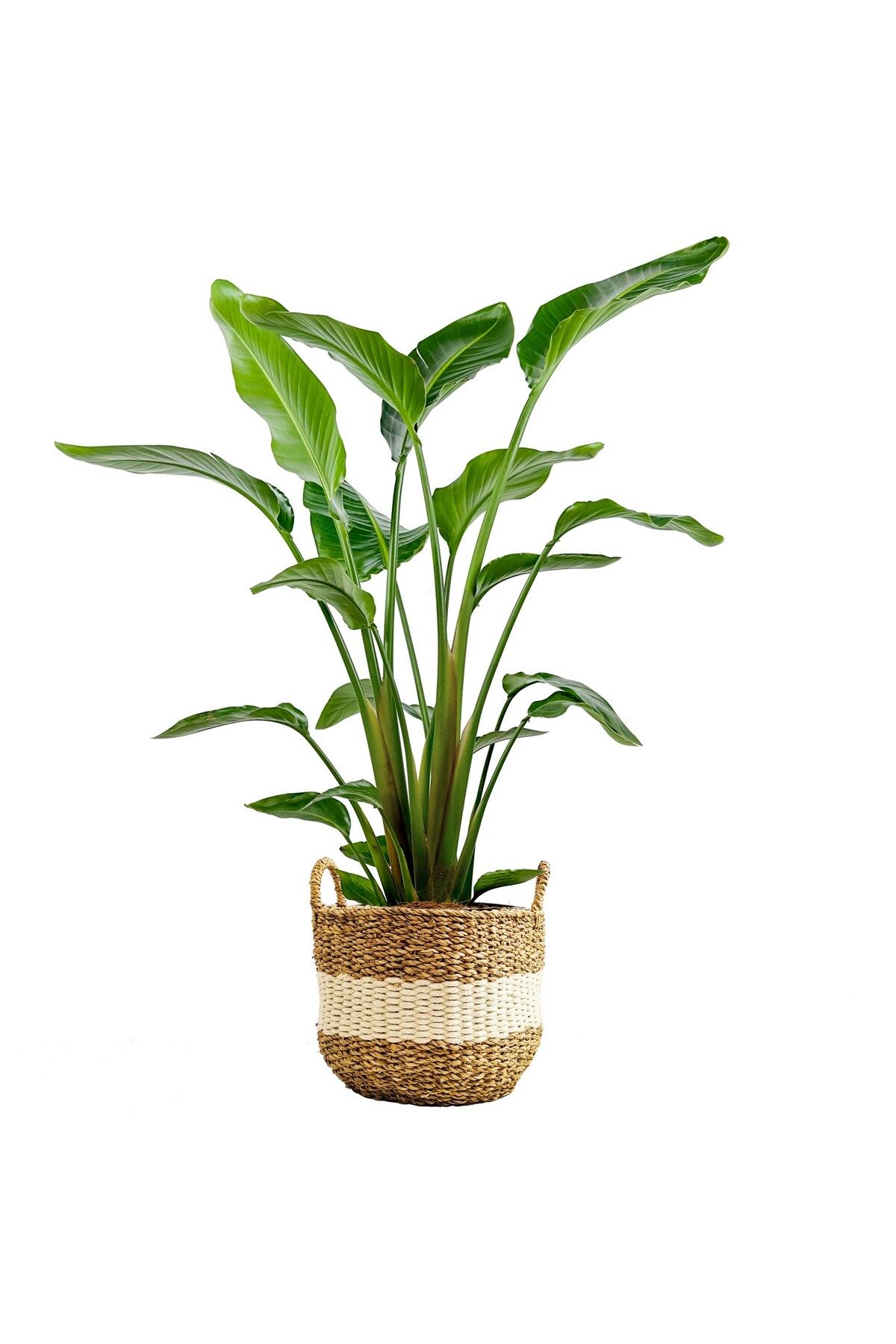 Fidanburada Starliçe Large (Strelitzia Nicolai) Beyaz Şeritli Hasır Saksılı