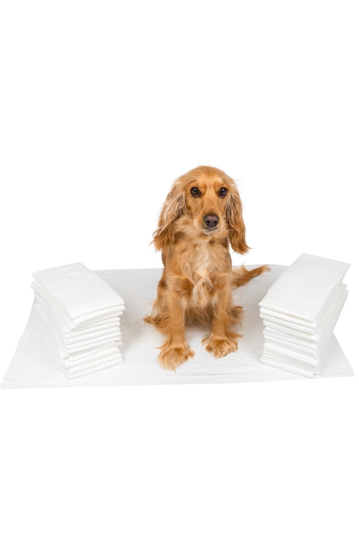 MEDİBOX Petcare Kedi Köpek Çiş Pedi 60X90 Cm 30 Adet. ( EKONOMİK )