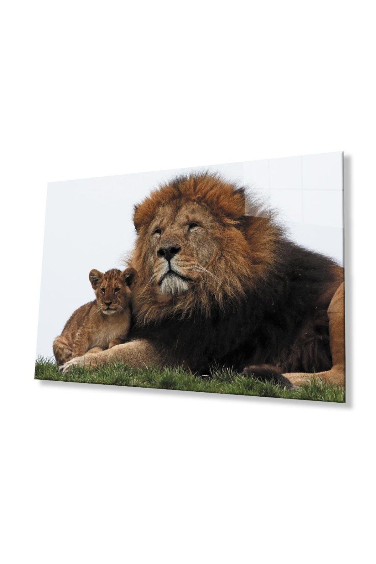 idealizbiz Aslan Cam Tablo 4mm Dayanıklı Temperli Cam