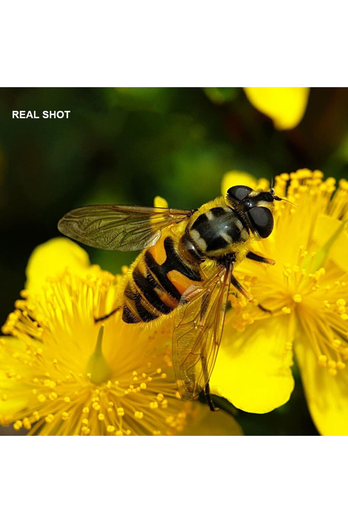 APEXEL-HD 100mm Macro Phone Lens, Apexel, 10X, Multi Layer, 4K, Universal Clip for Smartphone 6