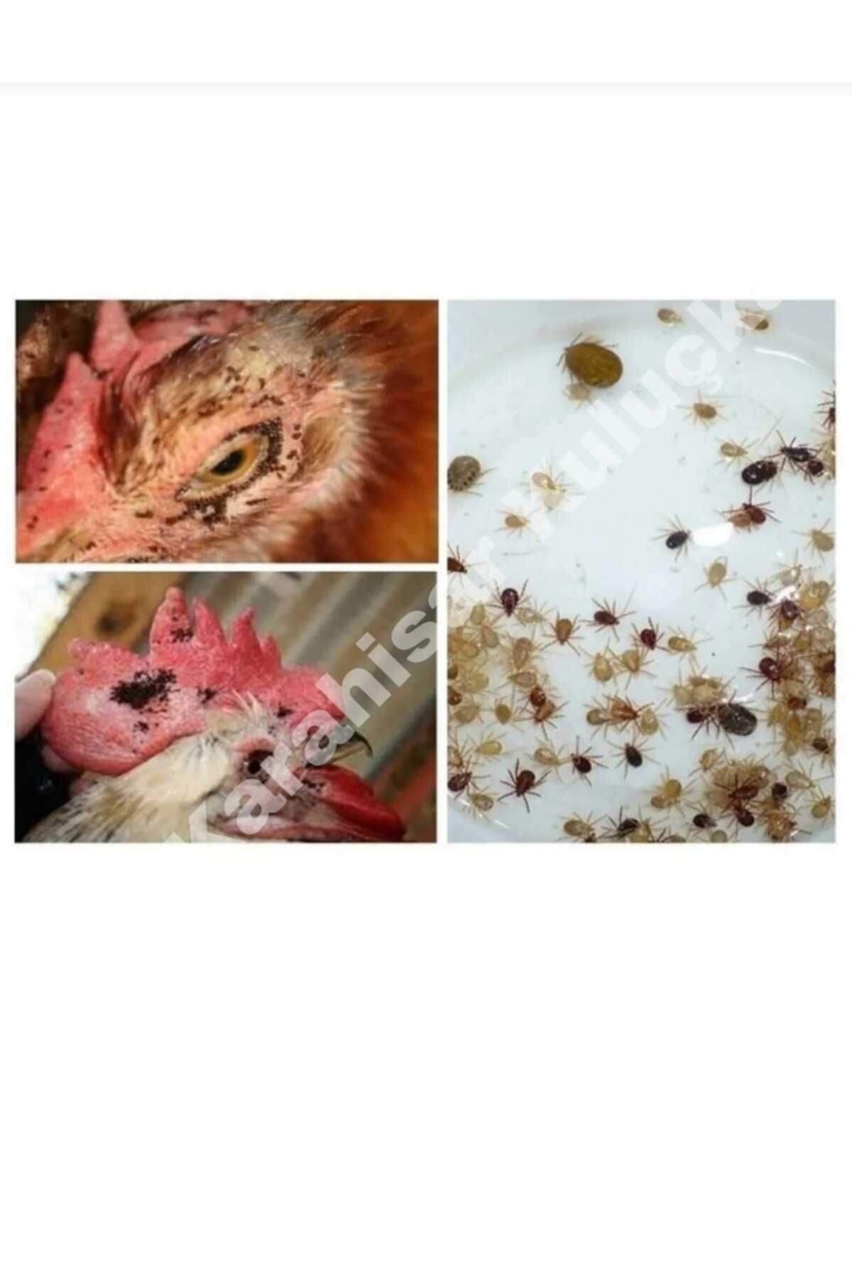 CANSA Canhiper 20 Wp Bit Bombası 1 Kg Toz Bit Gece Biti Pire Kene