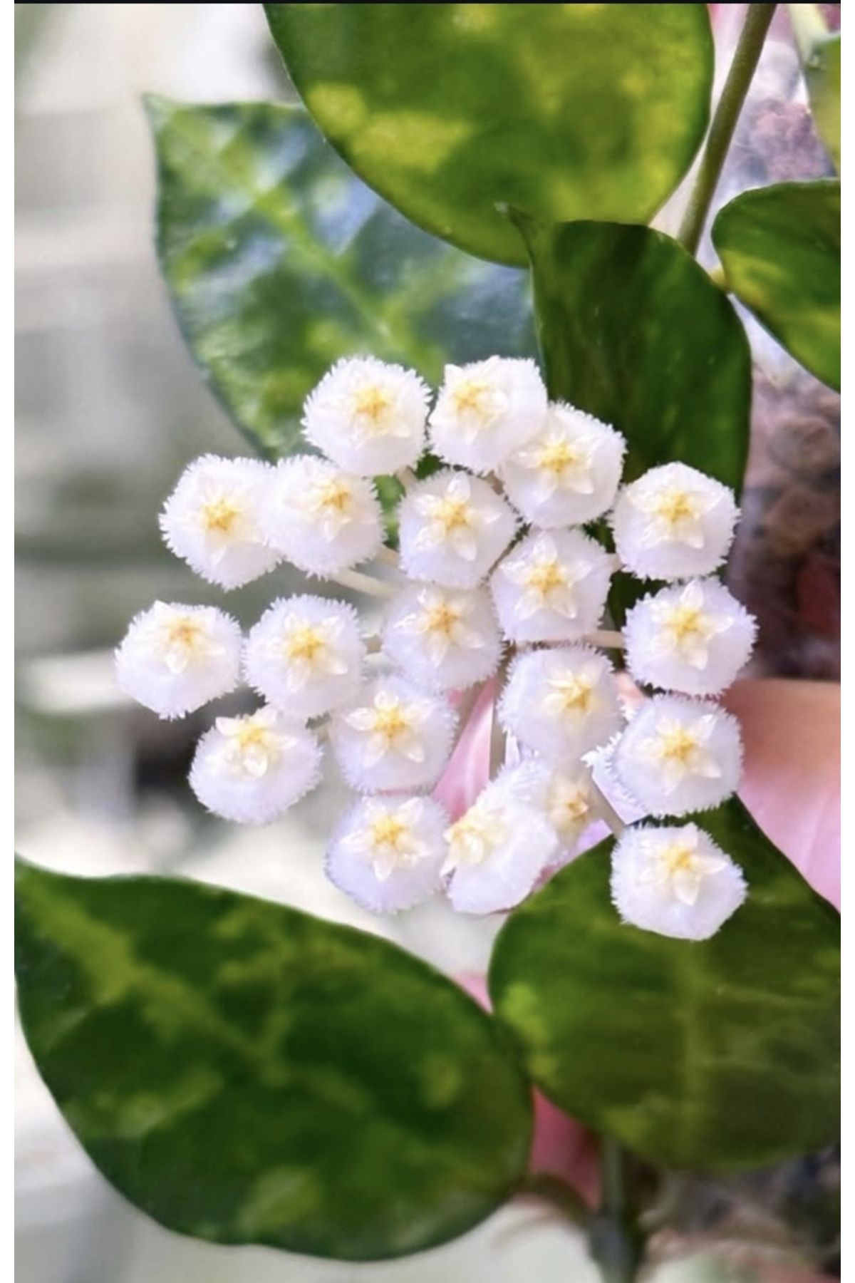 PLANT Hoya Lacunosa Amarillo Mum Çiçeği