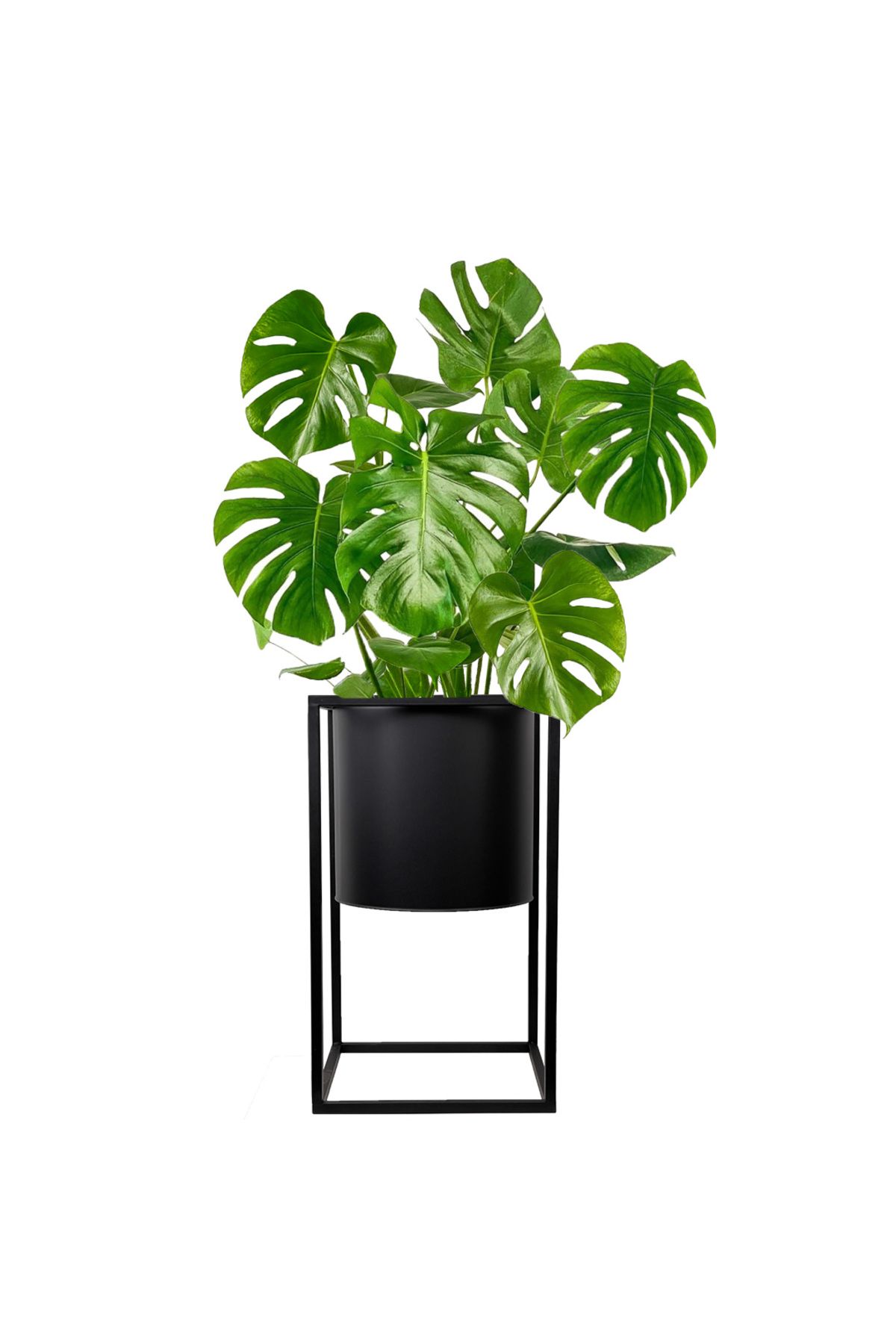 Fidanburada Deve Tabanı (Monstera Deliciosa) Siyah Ayaklı Siyah Metal Saksılı