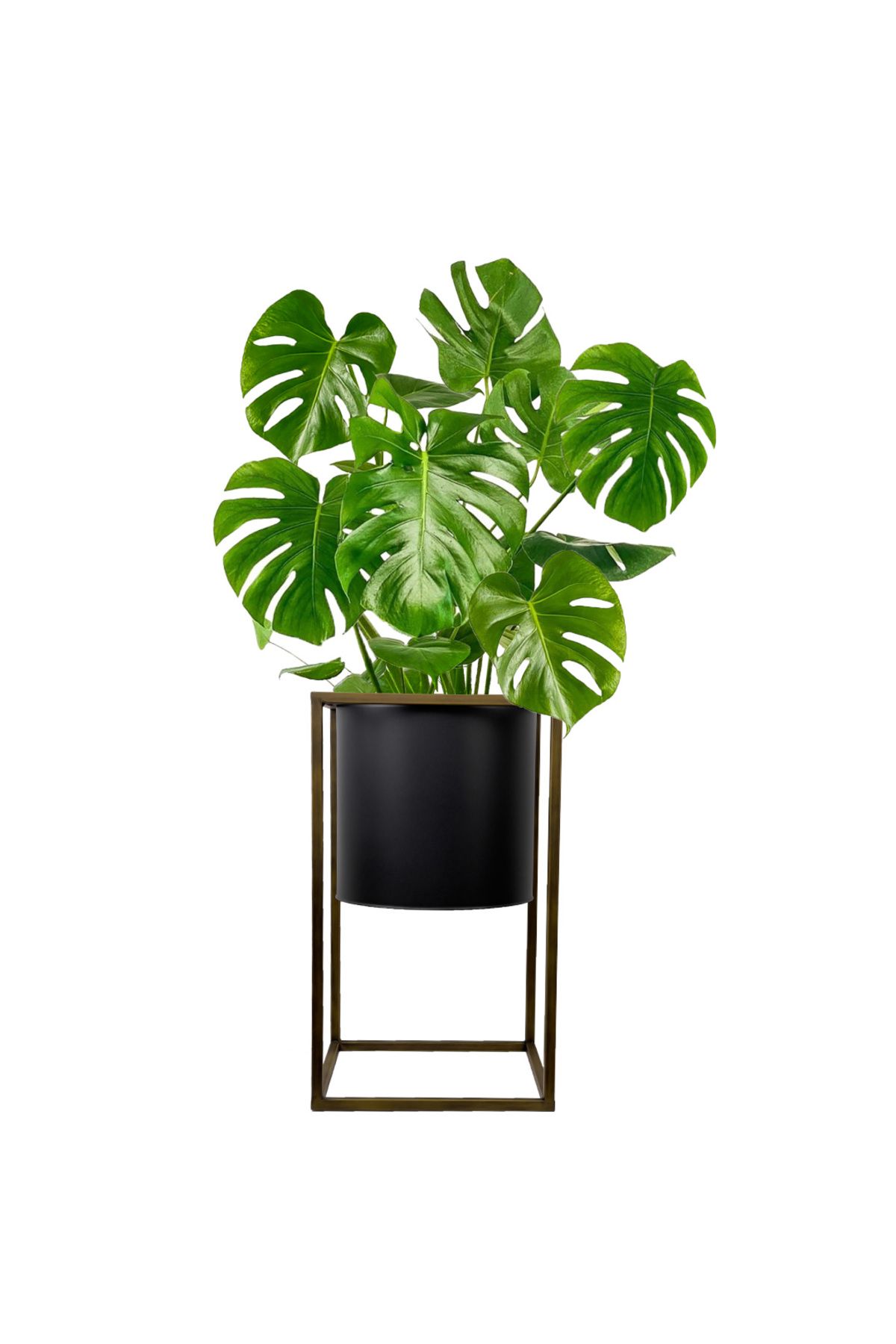 Fidanburada Deve Tabanı XL (Monstera Deliciosa) Gold Ayaklı Siyah Metal Saksılı
