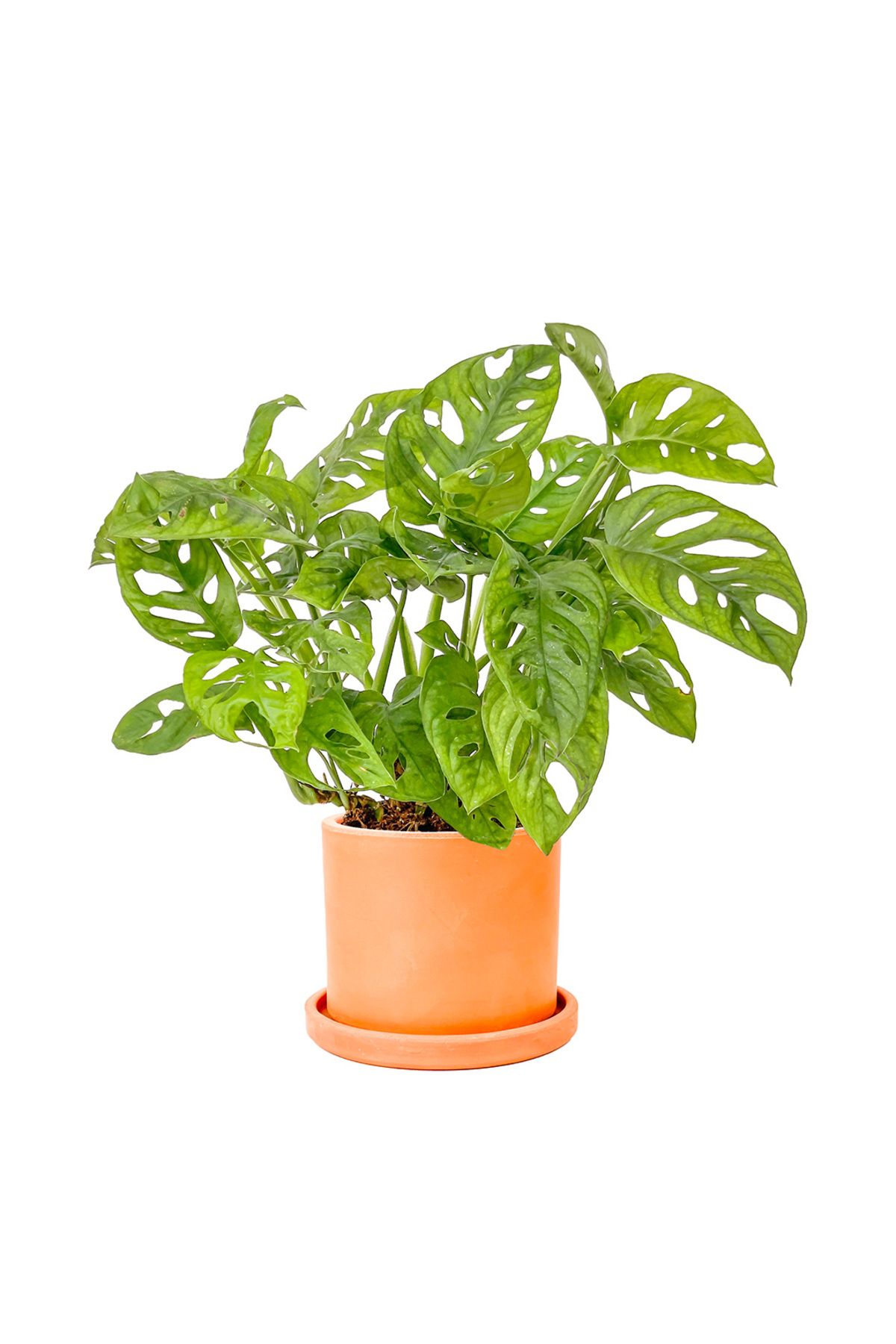 Fidanburada Deve Tabanı Mini (Monstera Monkey Mask) Ruby Terra Cotta Saksılı