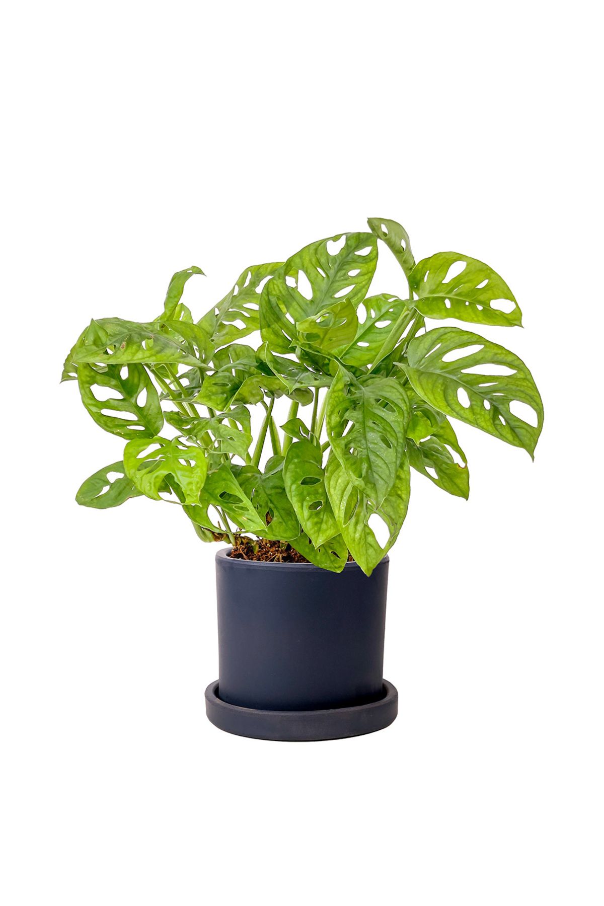 Fidanburada Deve Tabanı Mini (Monstera Monkey Mask) Ruby Antrasit Saksılı