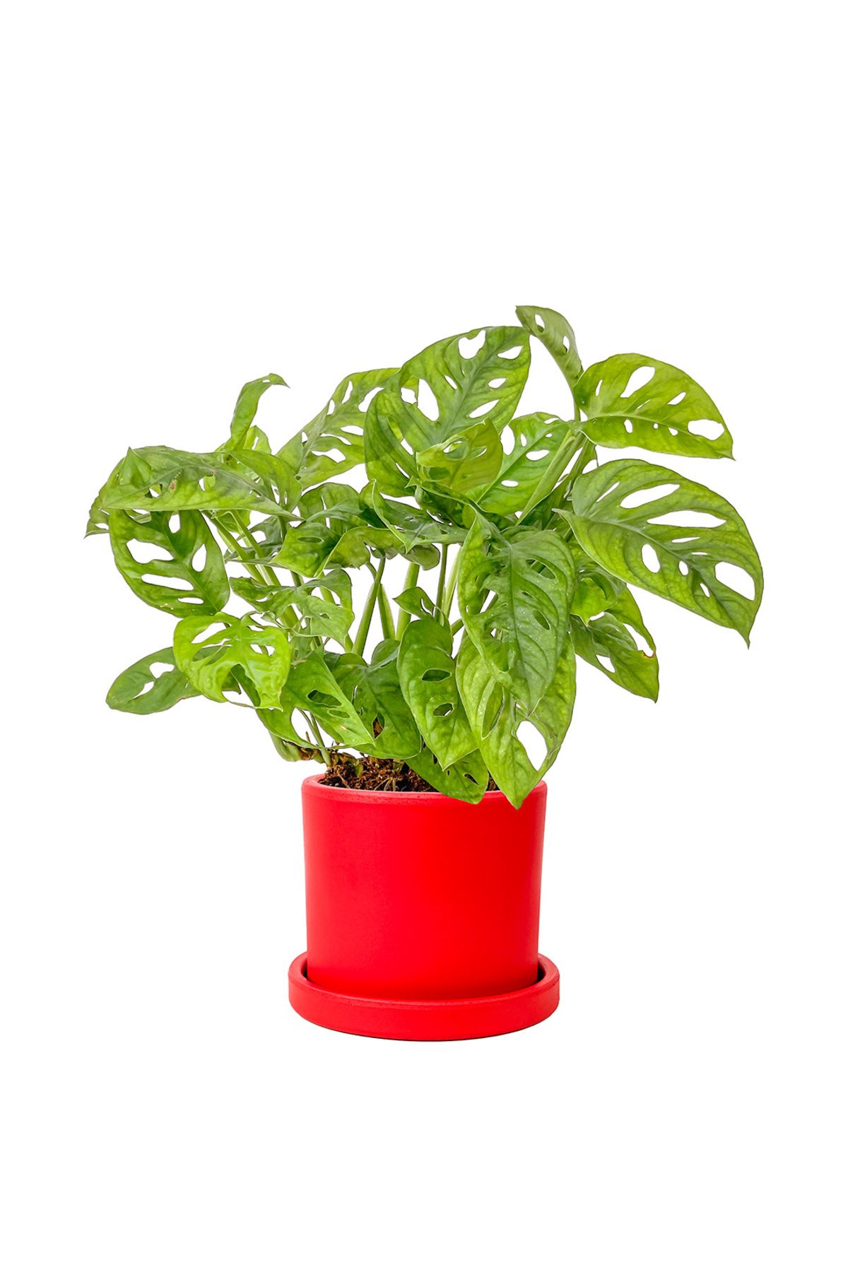 Fidanburada Deve Tabanı Mini (Monstera Monkey Mask) Ruby Kırmızı Saksılı