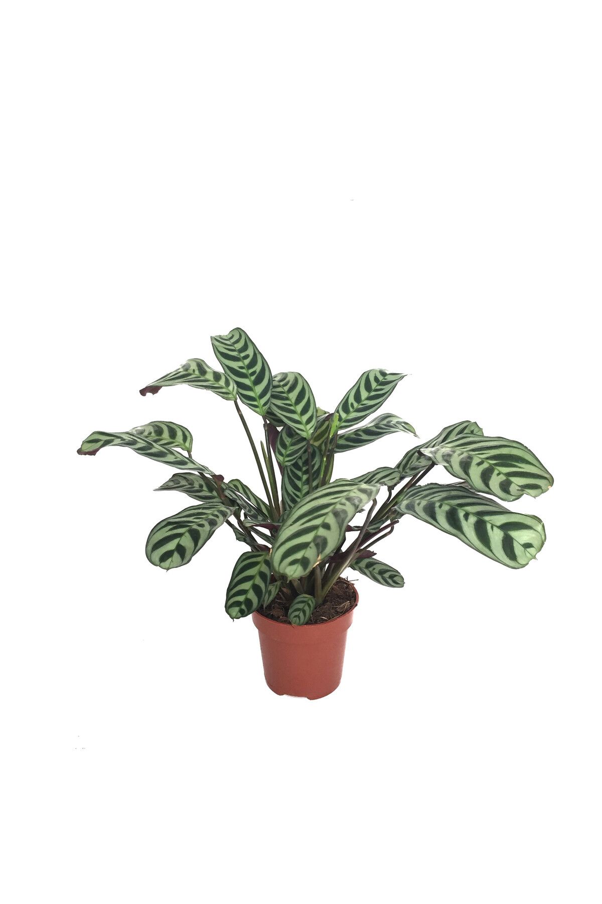 Betonish Ctenanthe 'Burle Marxii'