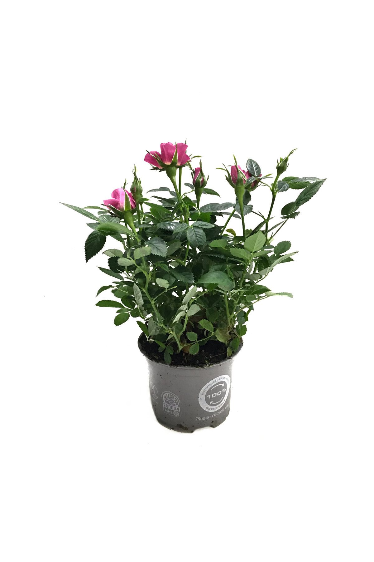 Betonish Rosa 'Pink' (Pembe Gül)