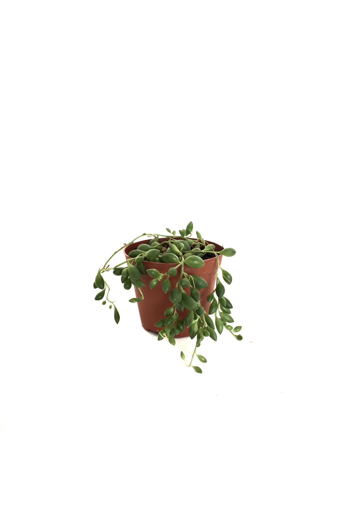 Betonish Senecio Rowleyanus (Tesbih Çiçeği)