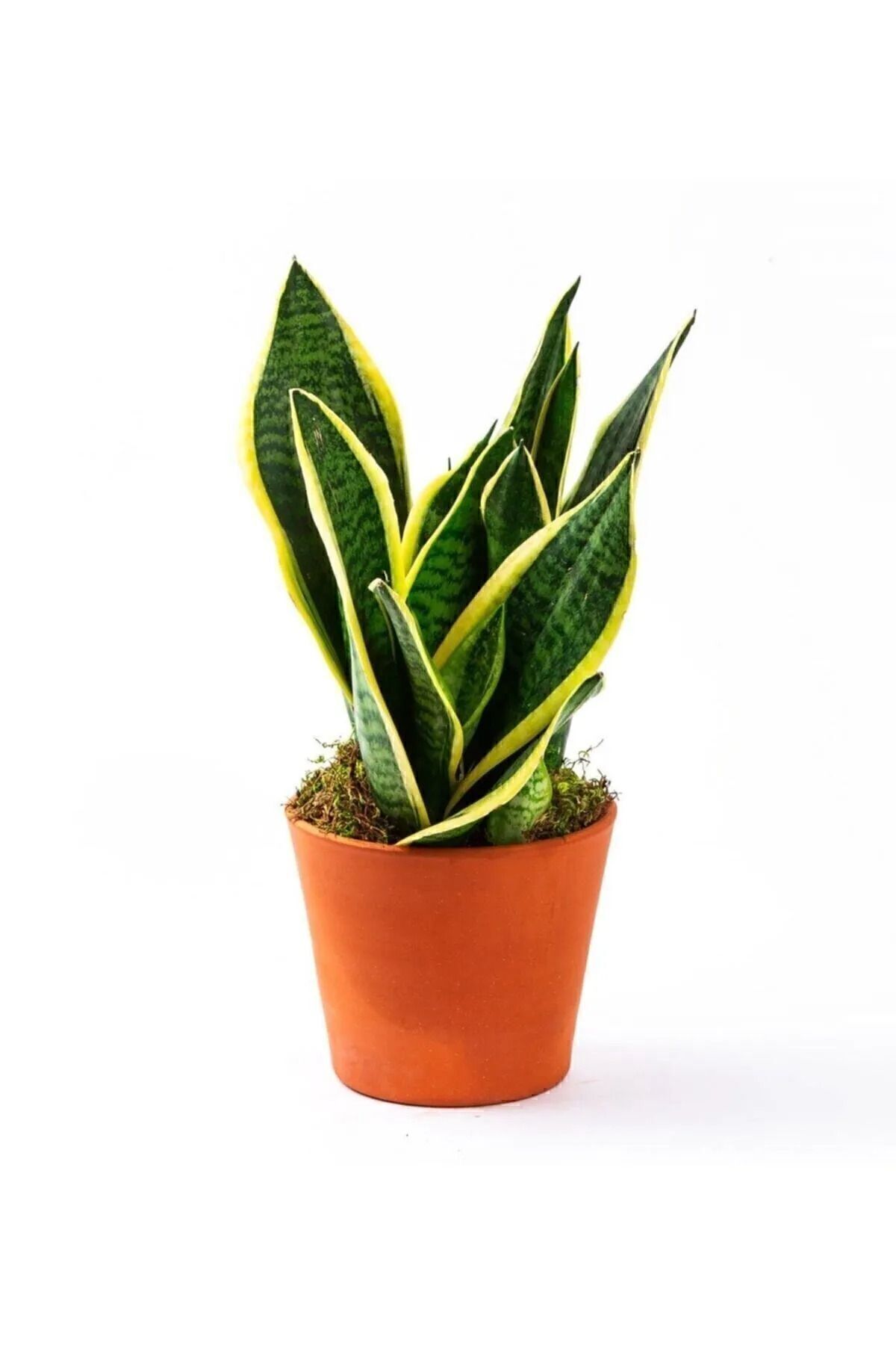 MASAL GARDEN KÜÇÜK TÜPTE PEYGAMBER KILICI FİDANI 10 20 CM BOY