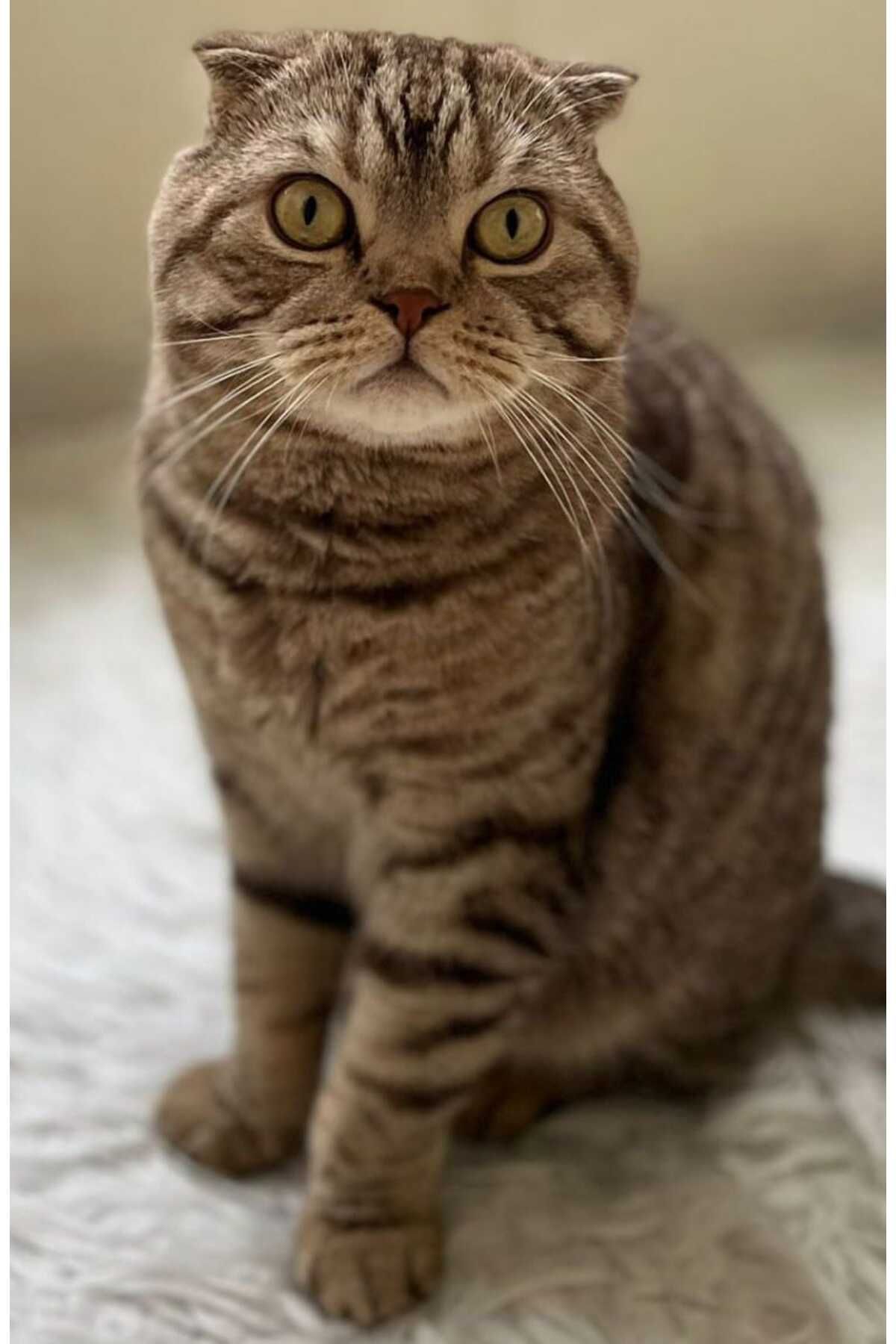 cleanpaw kedi kumu 20 kg 40 lt