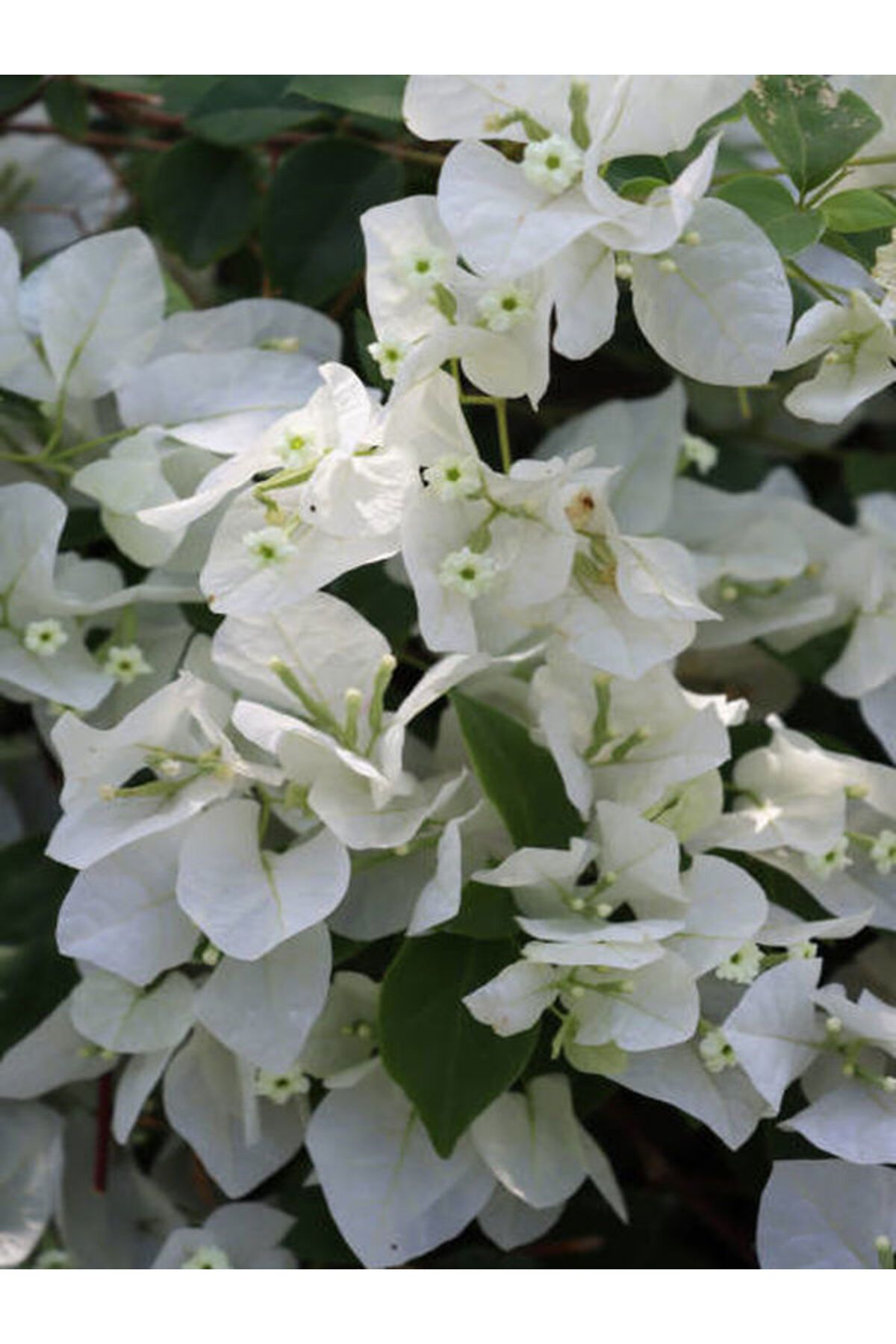 Flora Vadi Beyaz Renkli Begonvil Çiçeği Saksılı 50-80Cm İç/Dış Mekan Sarmaşık Bitkisi (Bougainvillea)