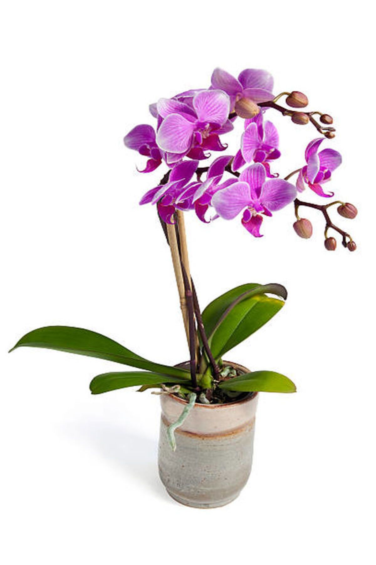 Flora Vadi Hediyelik Canlı Çiçekli Çift Dal Orkide (Phalaenopsis)