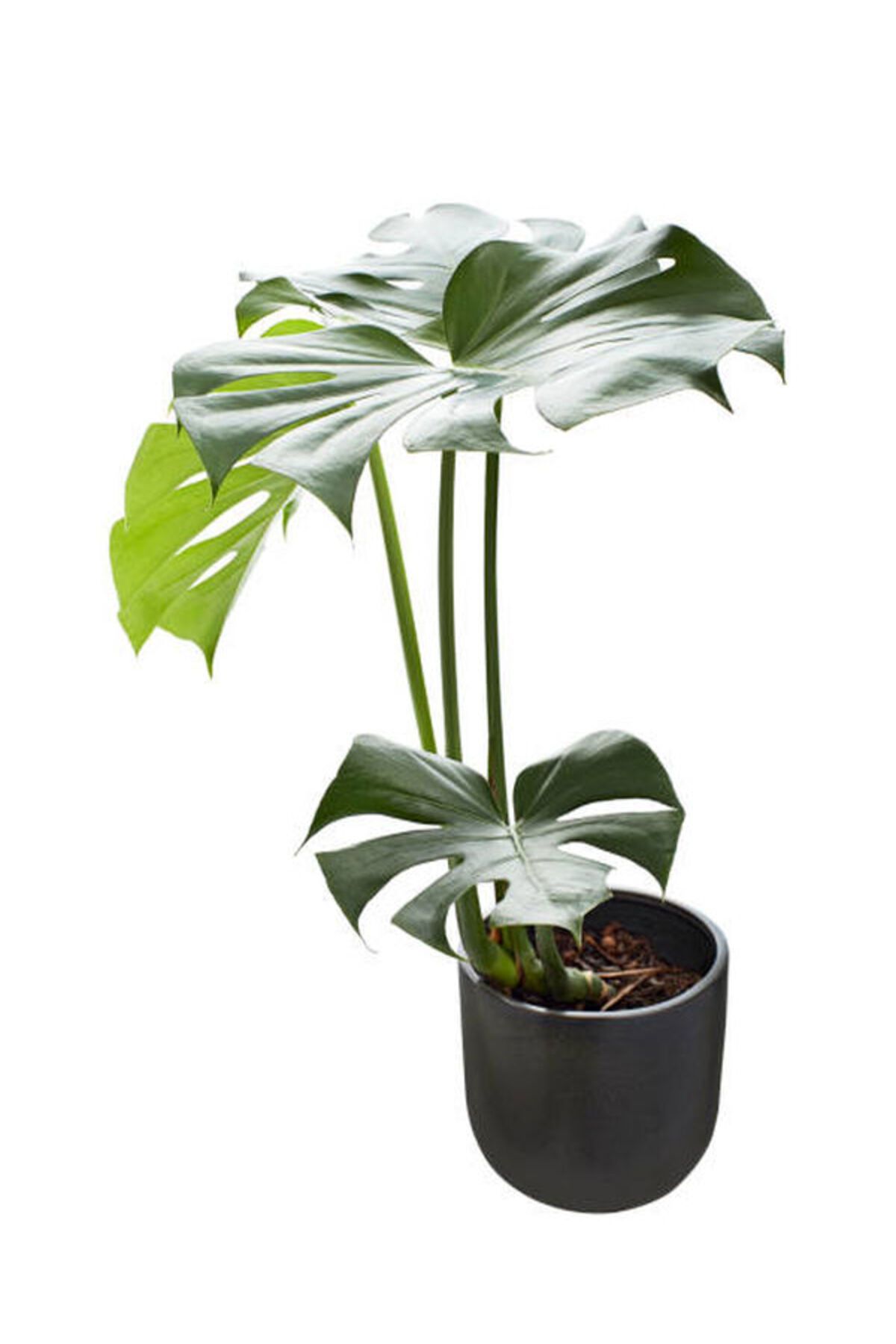 Flora Vadi Deve Tabanı Bitkisi- Monstera Deliciosa