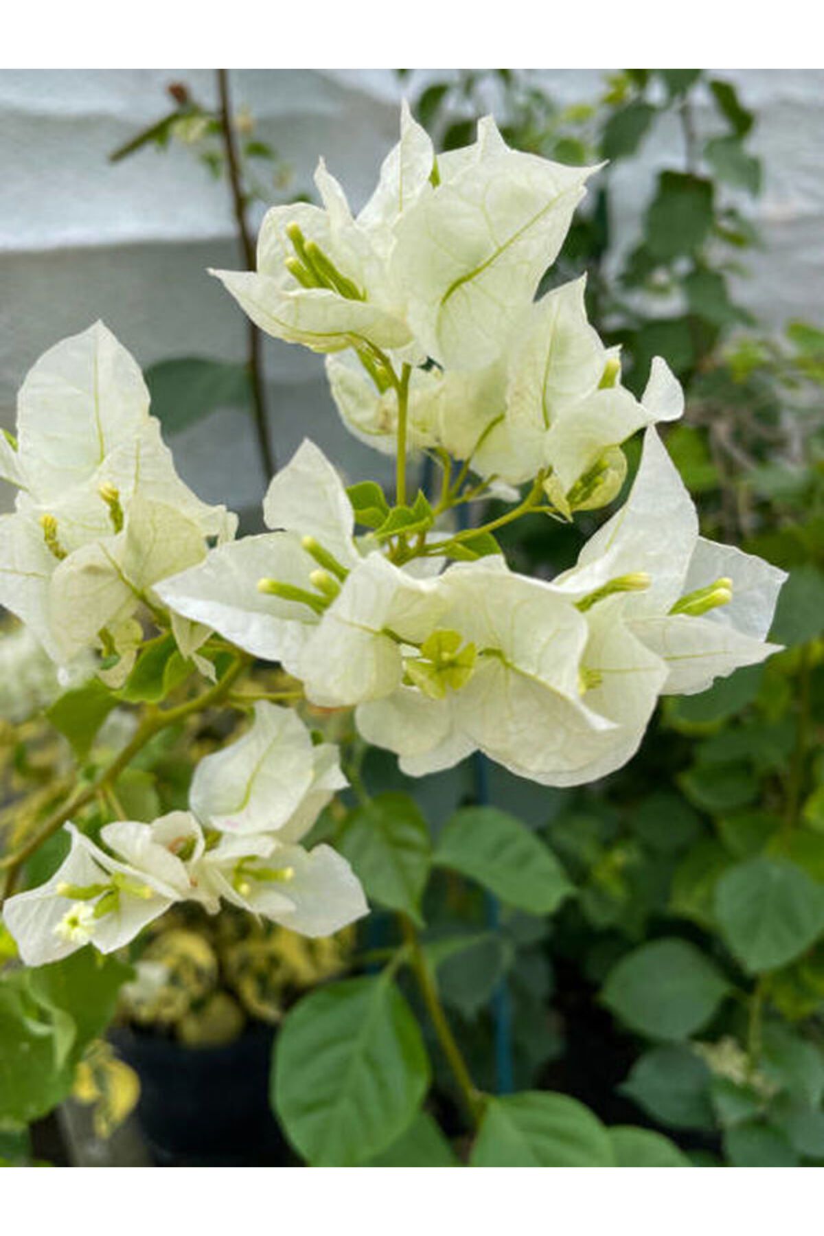 Flora Vadi Beyaz Renkli Begonvil Çiçeği Saksılı 50-80Cm İç/Dış Mekan Bitkisi (Bougainvillea)
