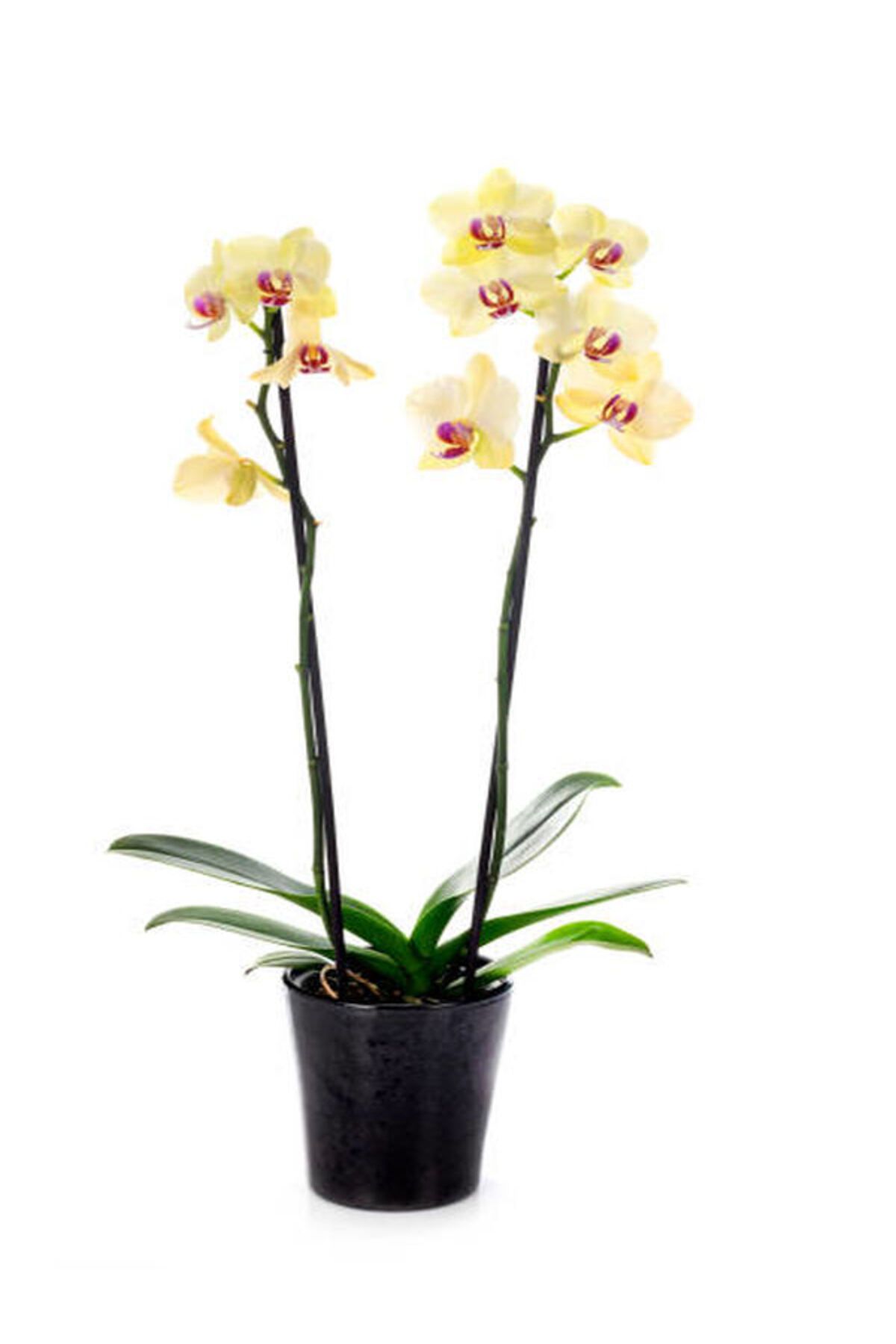 Flora Vadi (Phalaenopsis) Çif Dal Sarı Canlı Orkide Çiçeği Saksılı