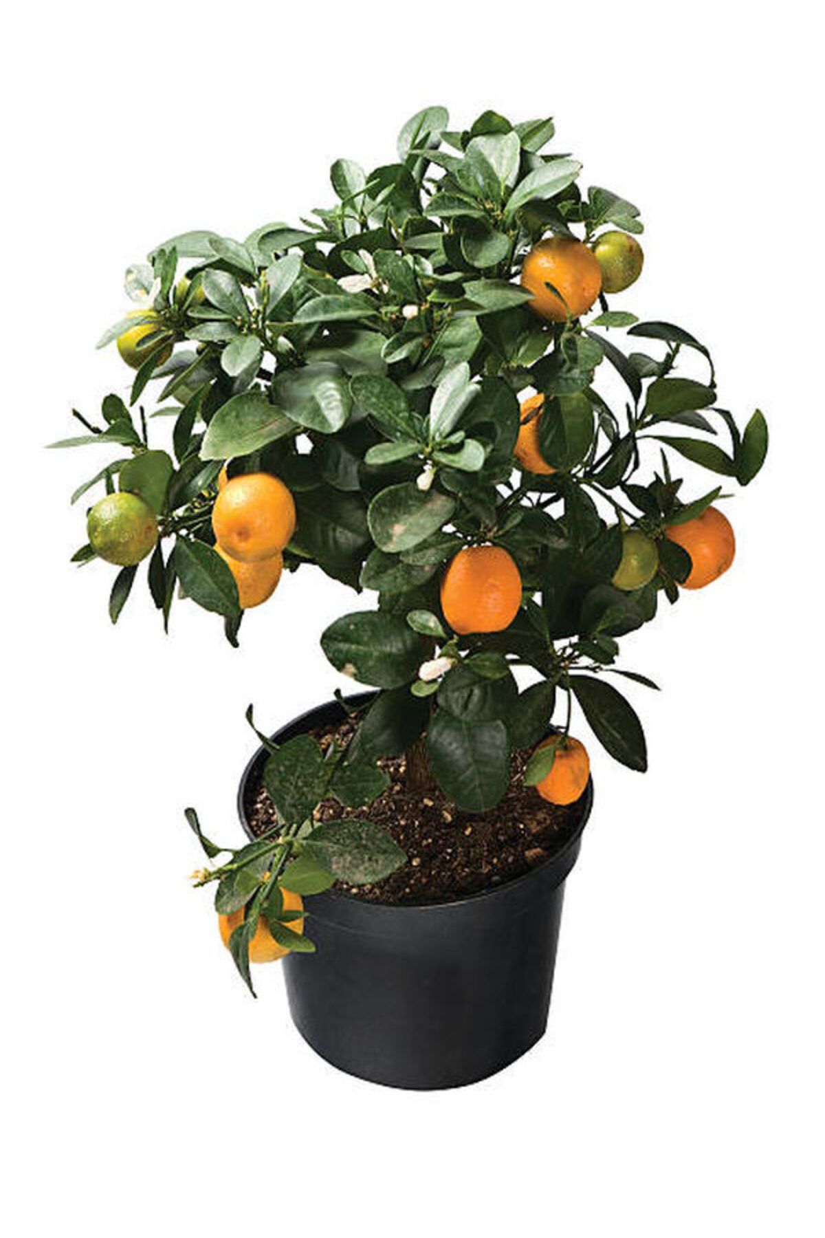 Flora Vadi Yediveren Bodur Mandalina Fidanı 1 Adet Saksılı Dış Mekan Bitkisi