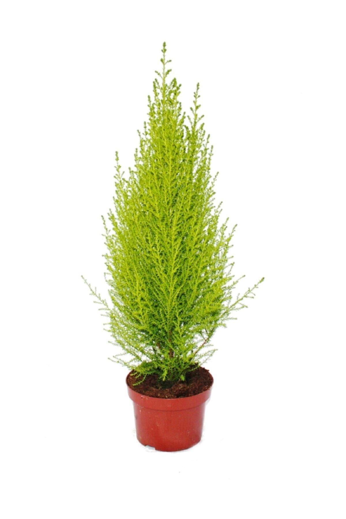 Gardenbox Cupressus Çamı Gold Creast Limoni Servi 30 40 Cm
