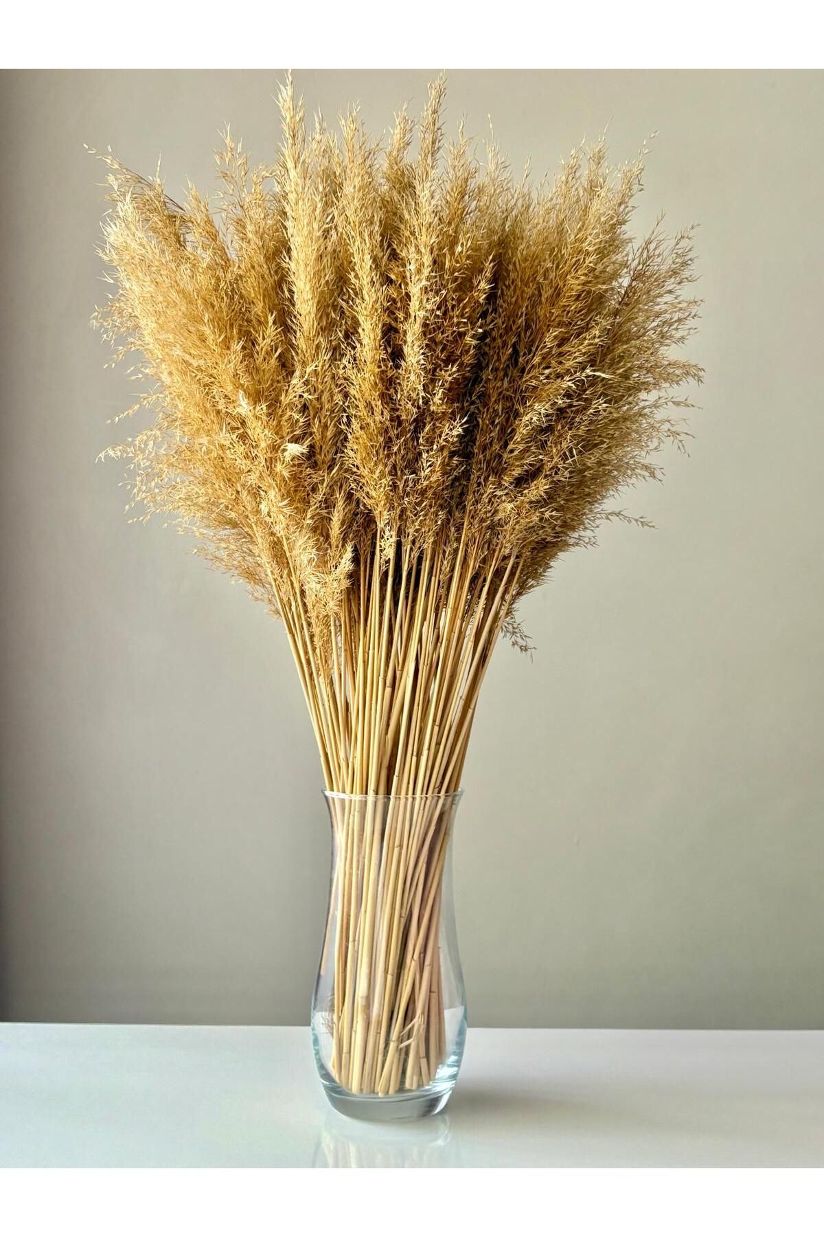 MAJHİ Majhi Kuru Çiçek Pampas Doğal Çiçek Doğal 20 Adet 120 Cm.