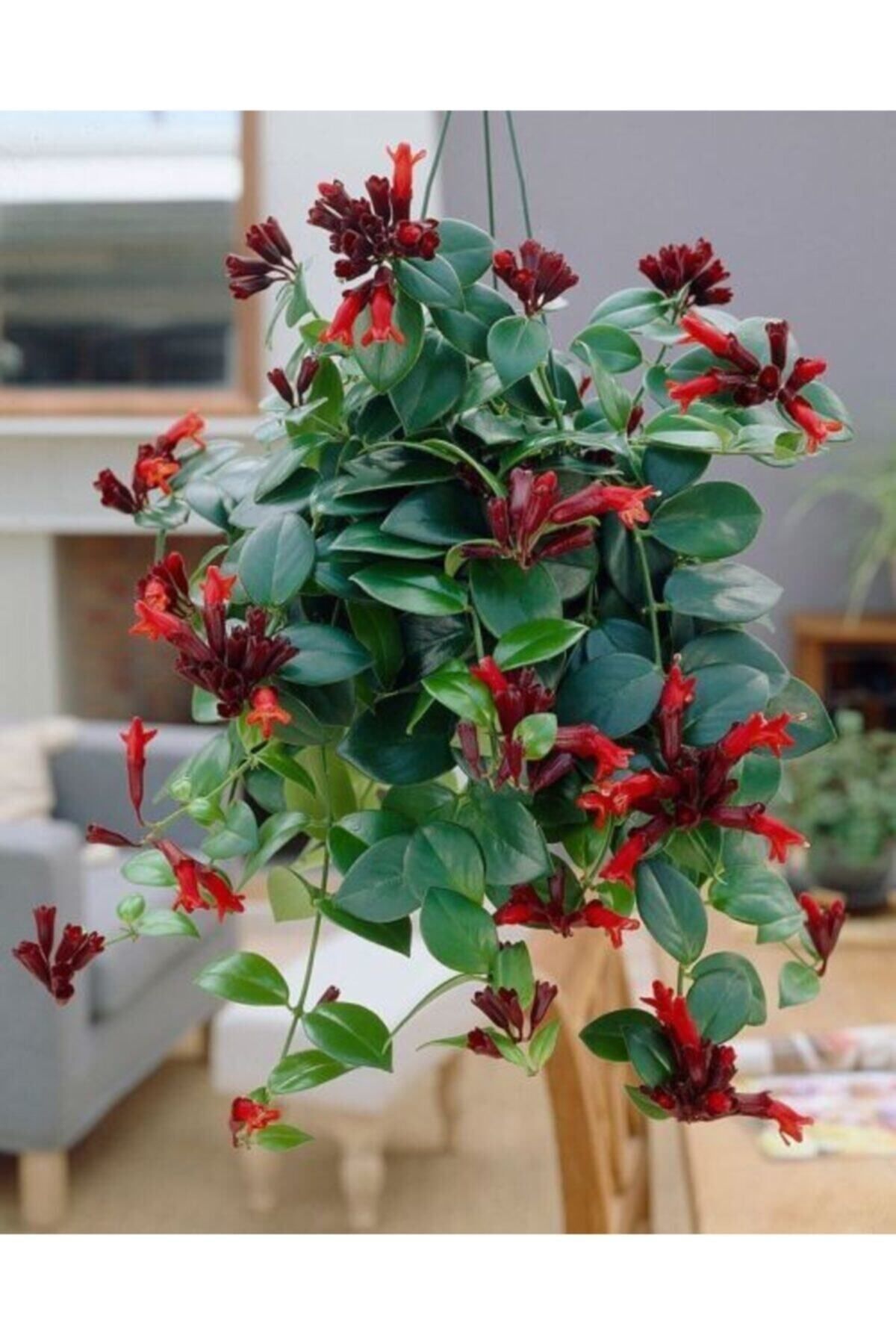 Gardenbox Kampanyalı Ruj Çiçeği Fidanı Askılı Saksı 40 Cm -60 Cm
