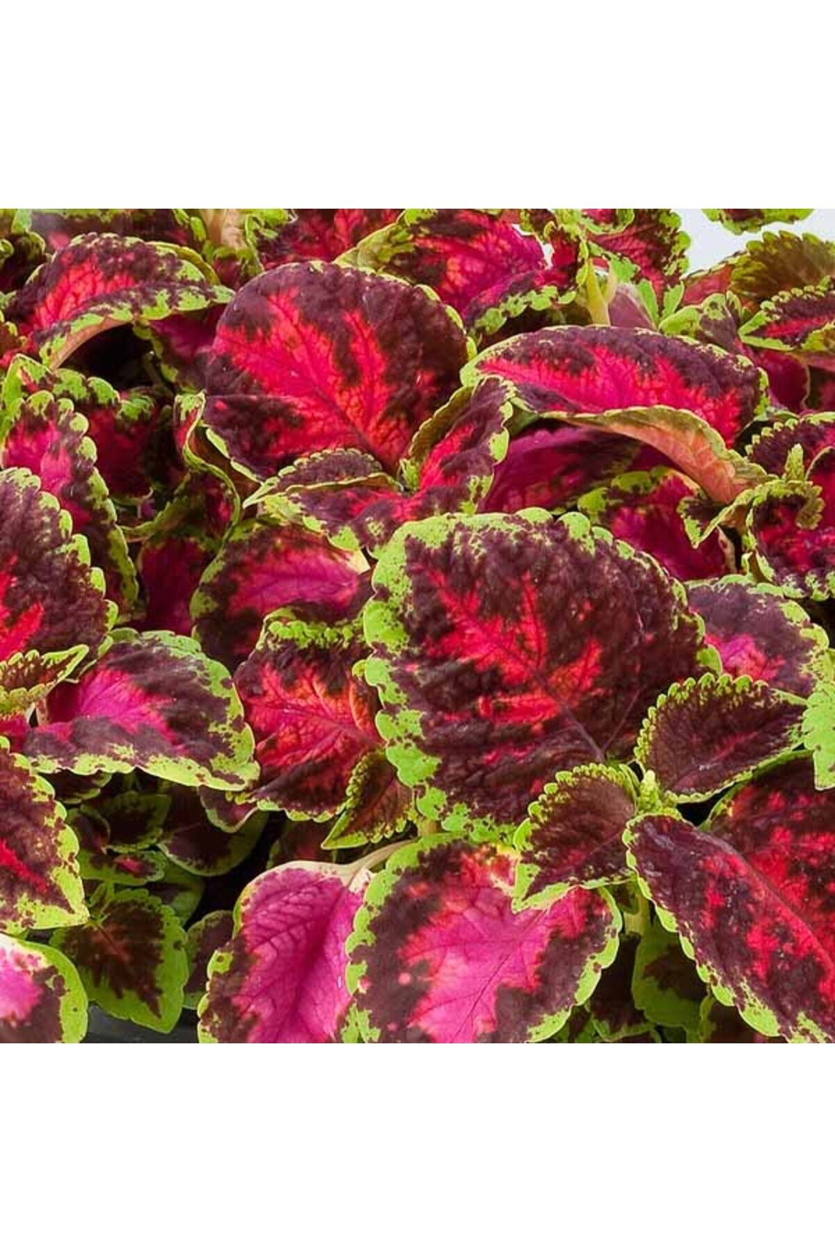 Gardenbox Yaprak Güzeli – Kolyos Çiçeği 10 Adet