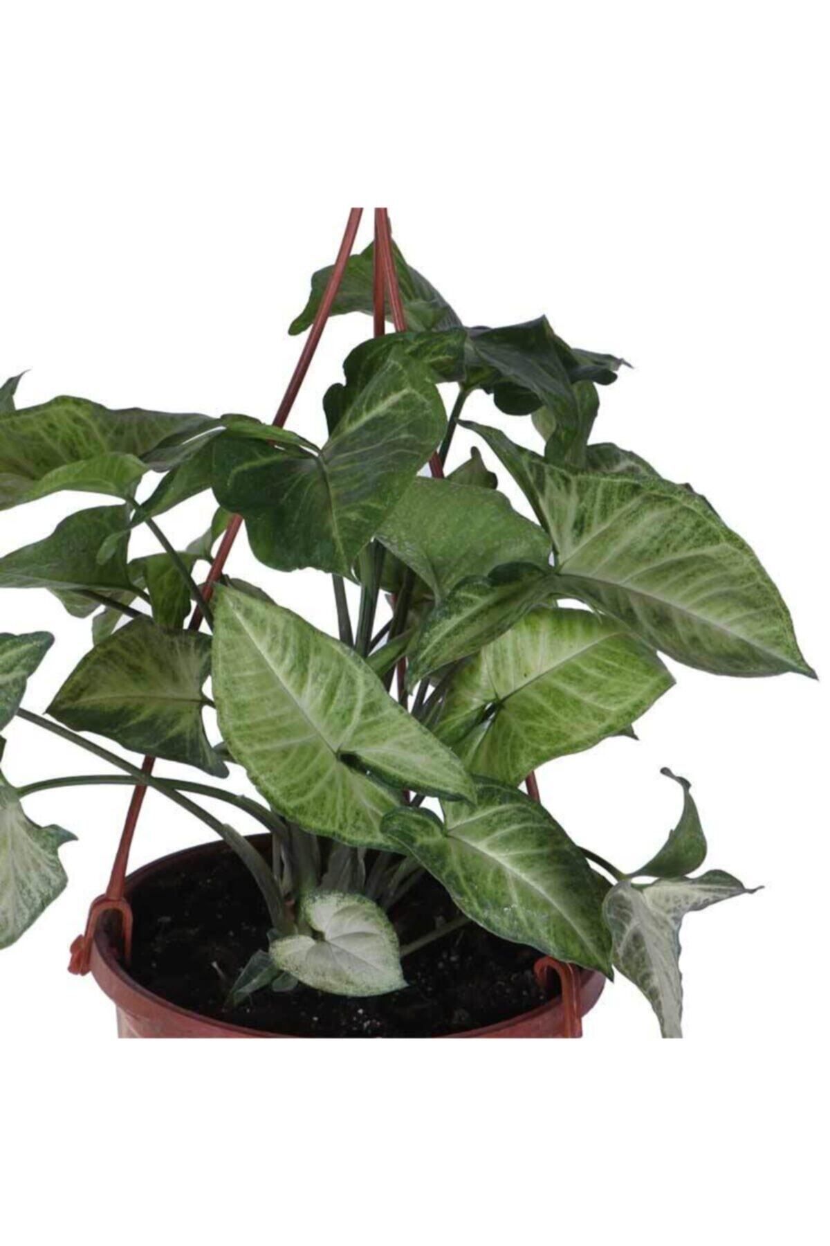 Gardenbox Melek Kanadı Çiçeği - Ok Başı Sarmaşığı (syngonium) Askılı Saksı'da