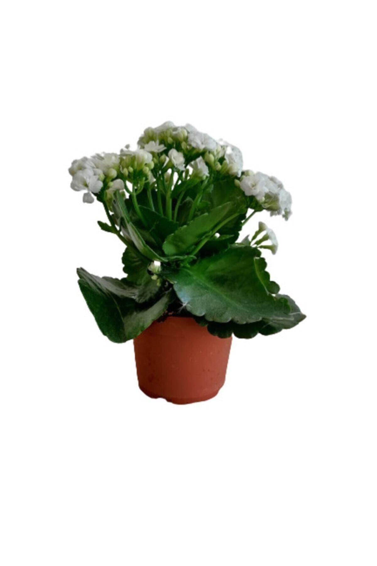 Gardenbox Kampanyalı Kalanchoe - Kalanşo Çiçeği (beyaz Çiçekli)
